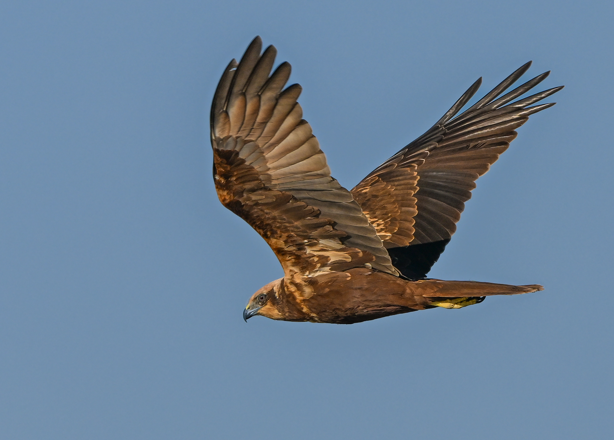Marsh harrier on patrol