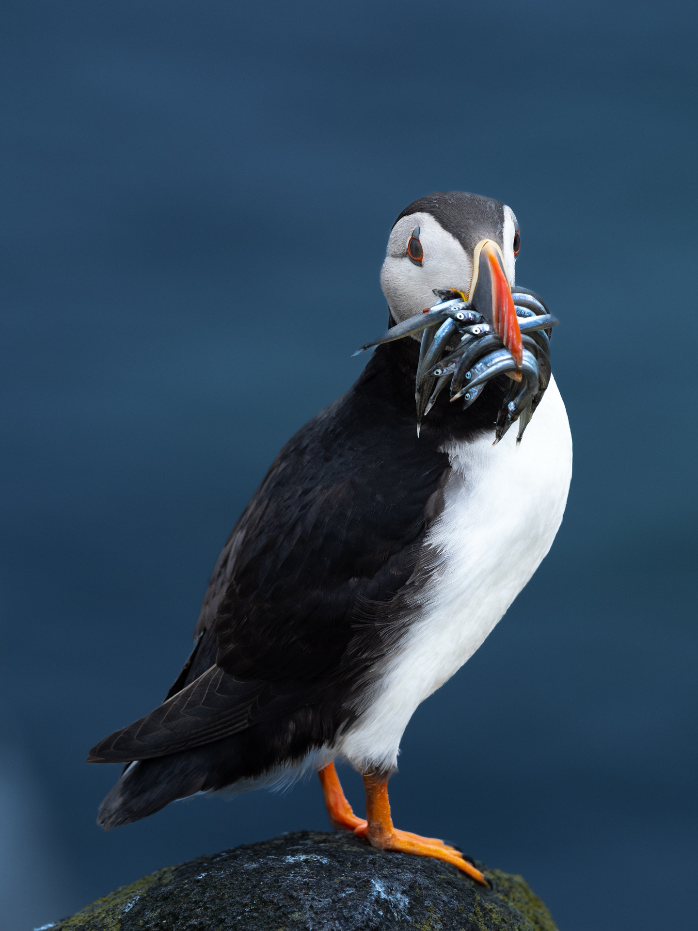 puffin