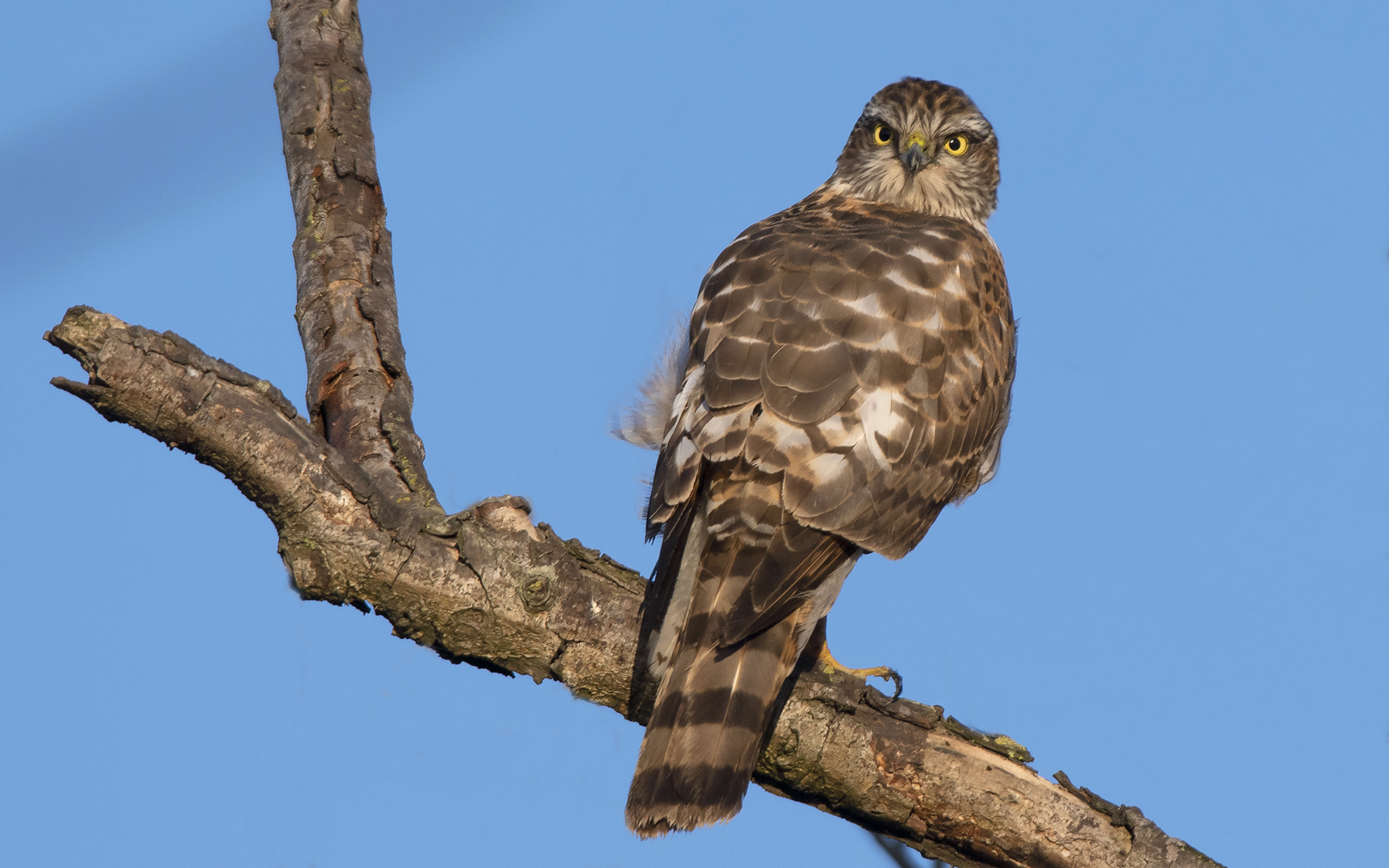 Sparrowhawk
