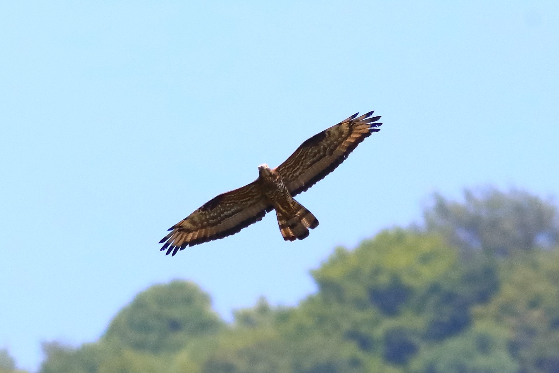 Honey buzzard 11-07-2023