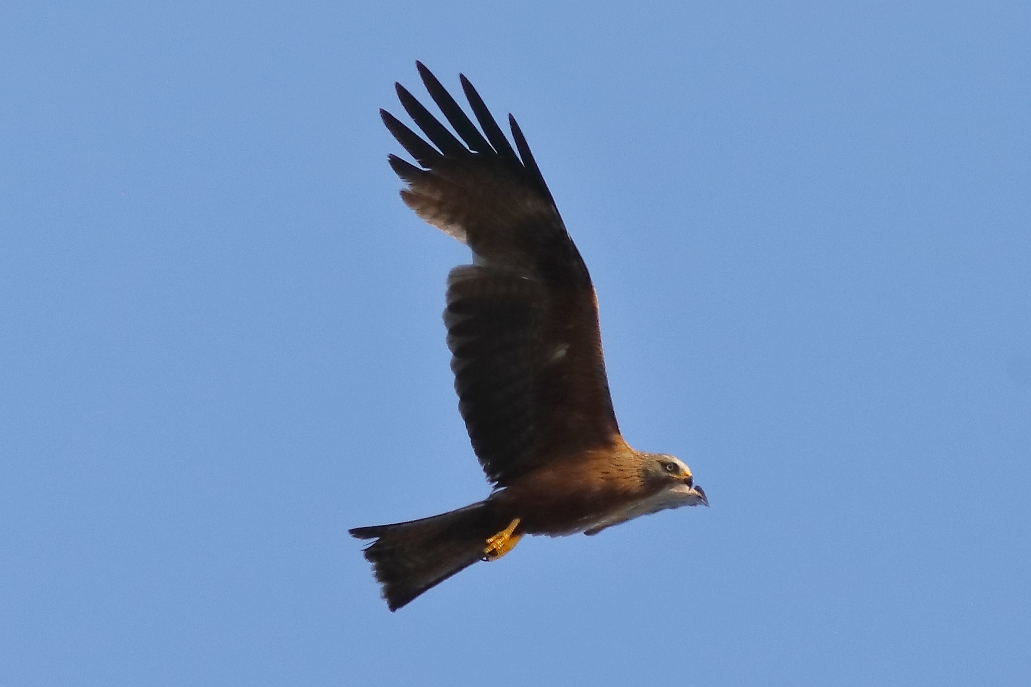 Black Kite 15-07-2023