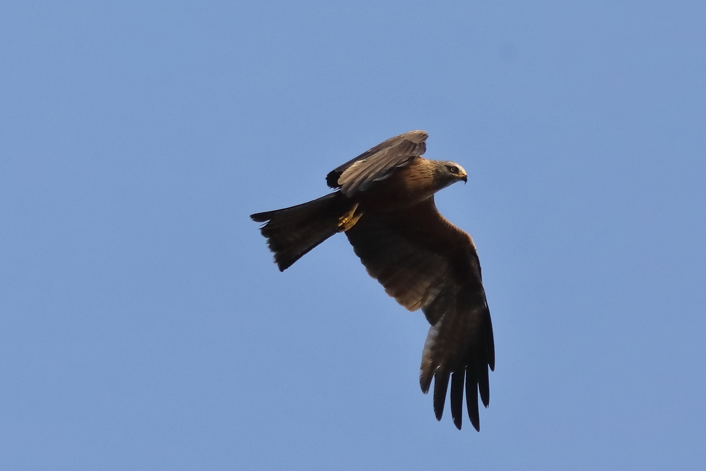 Black Kite 15-07-2023