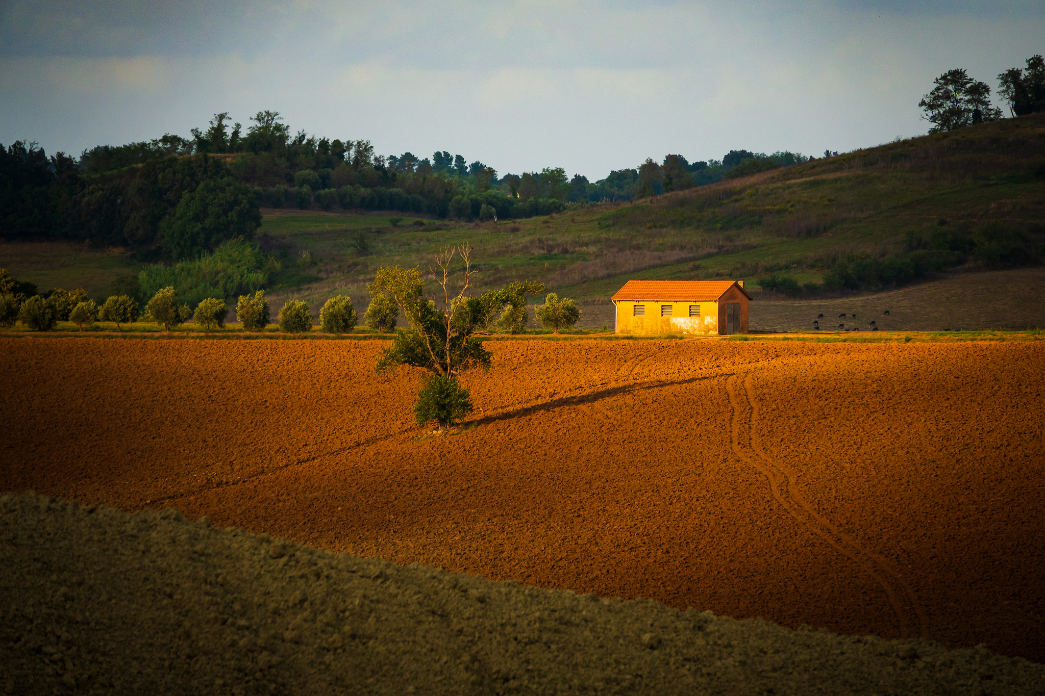 Colline toscane