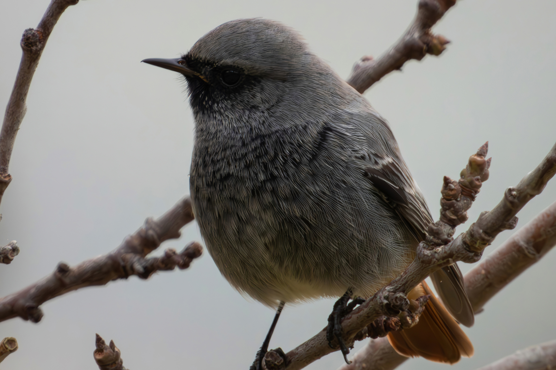 Black redstart