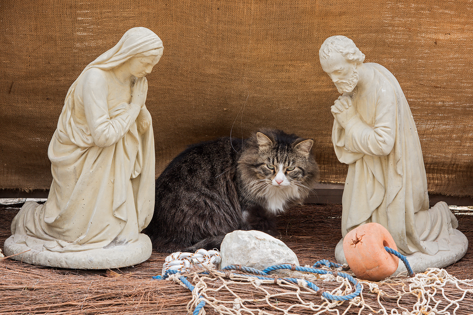 The Wait (the cat in the crib)