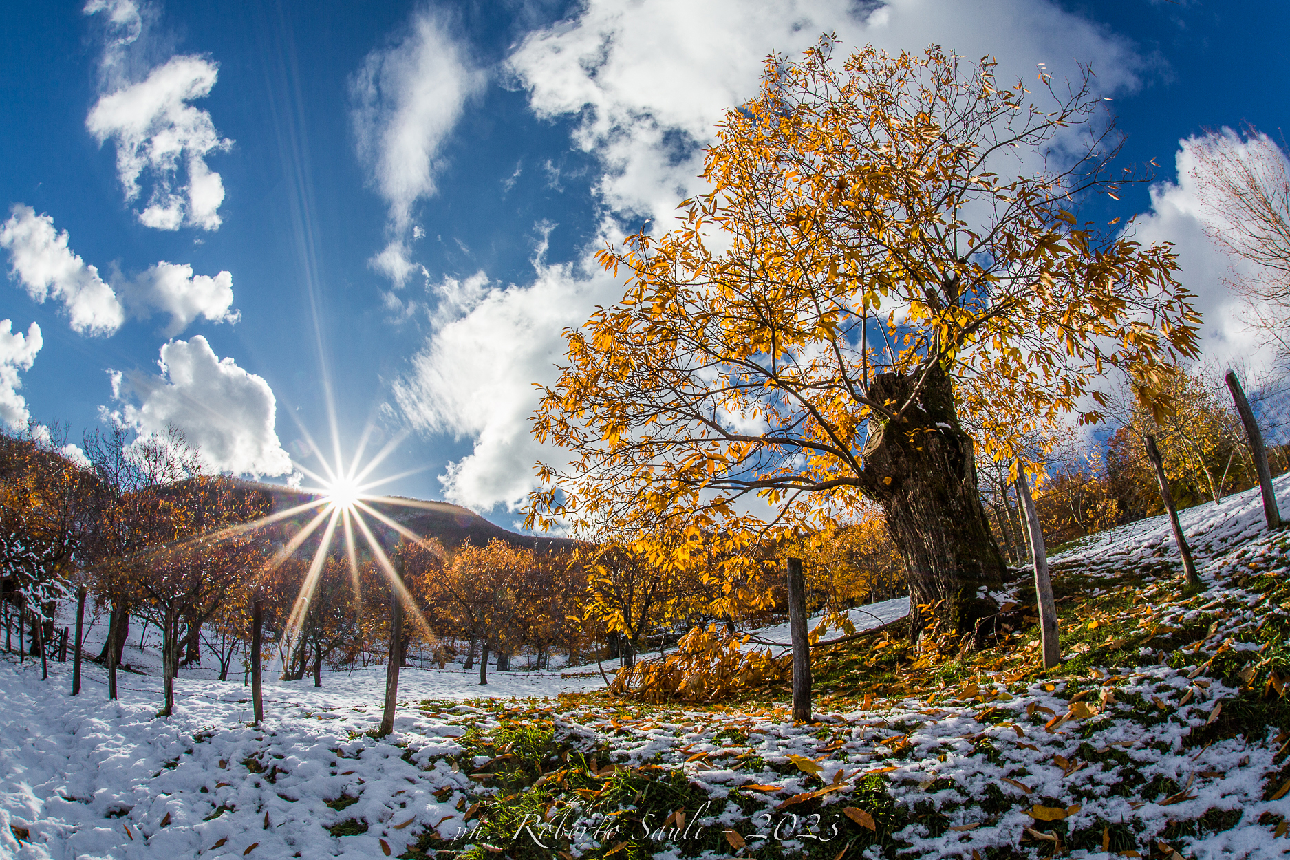 Il castagno tra autunno e inverno