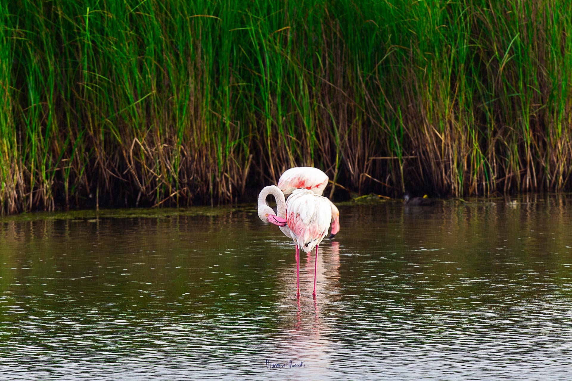 2023-06-04 Flamingos - Summer cleaning