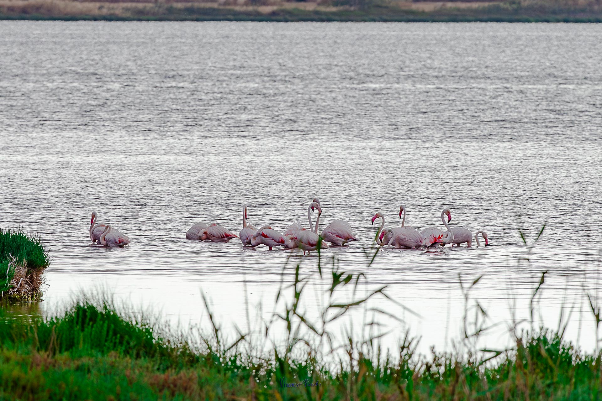 2023-06-04 Flamingos - Union meeting