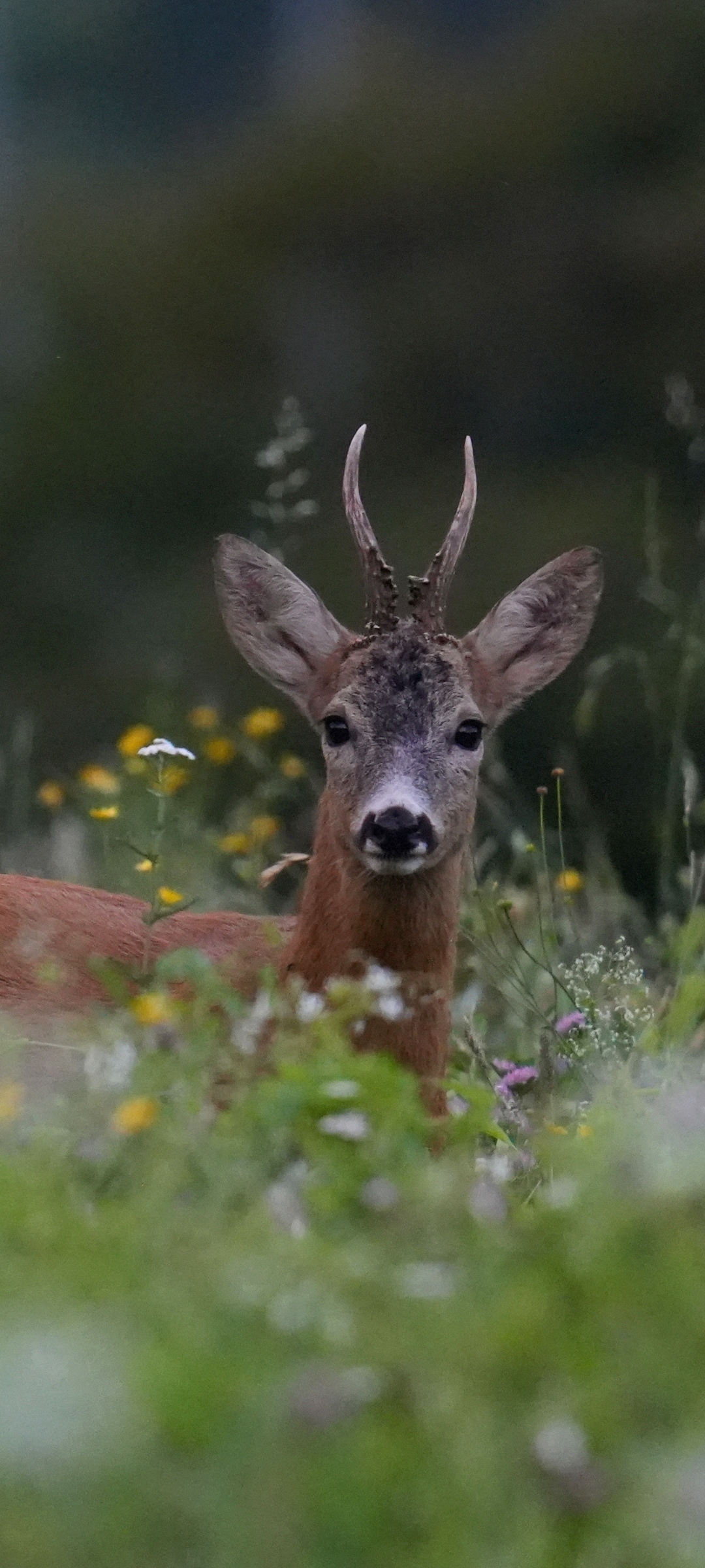 Capriolin and flowers