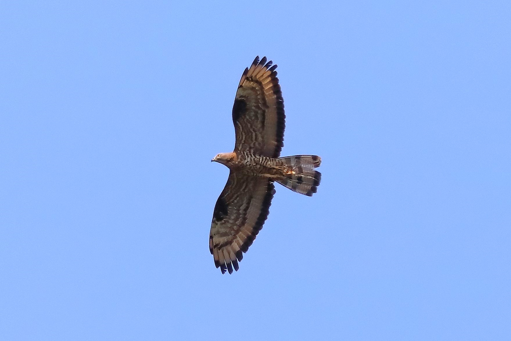 Honey buzzard 11-07-2023