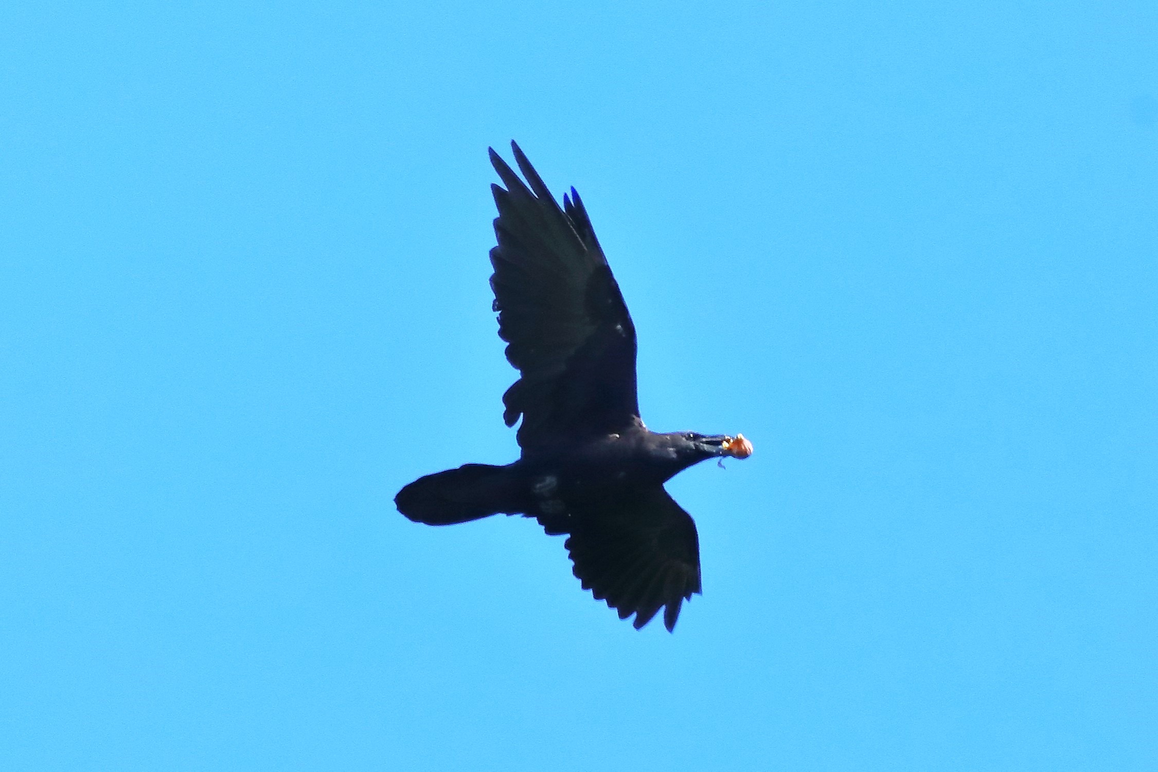 Raven 06-08-2023