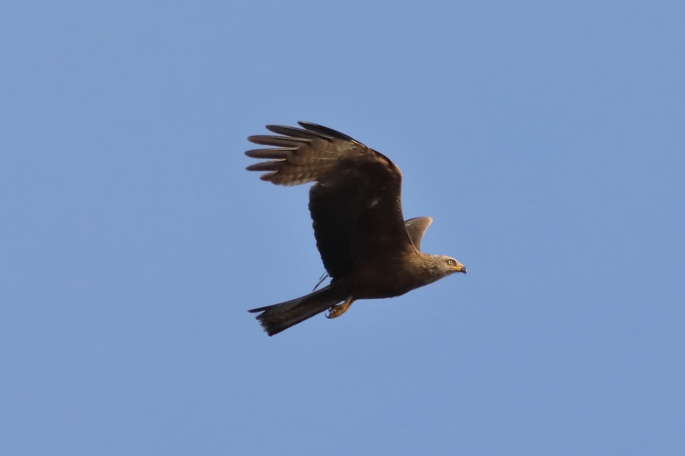 Black Kite 15-07-2023