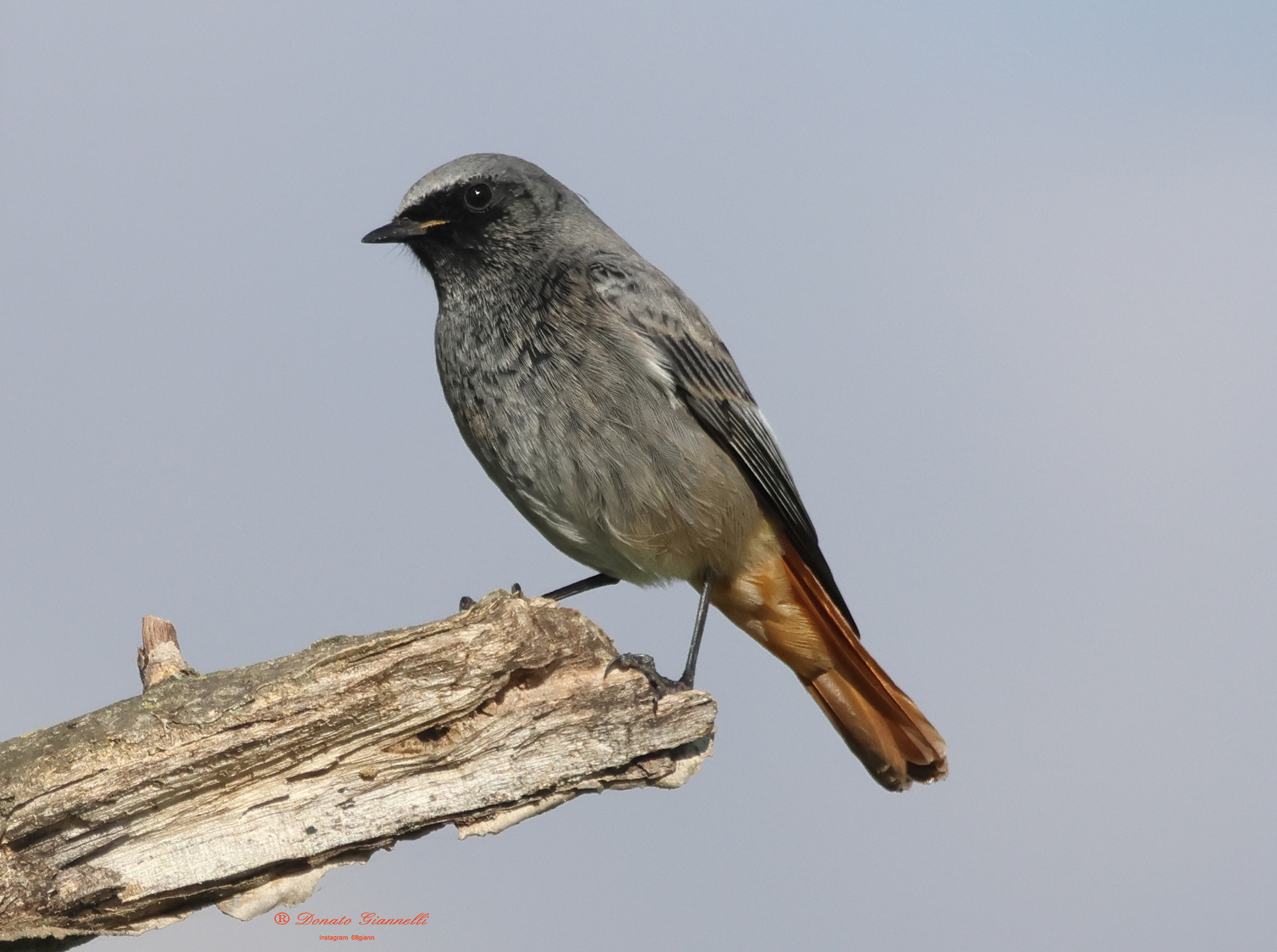 Black redstart?