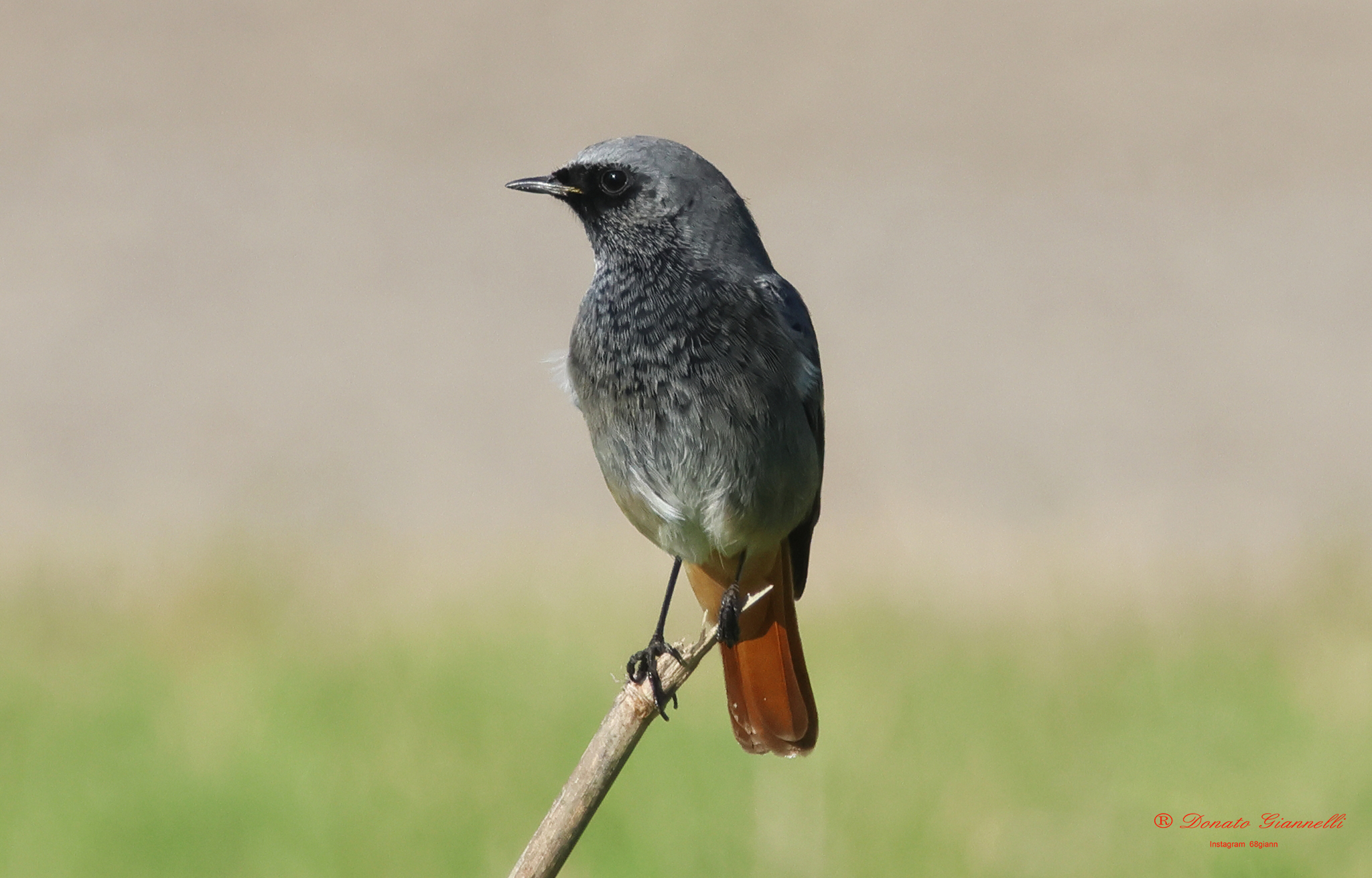 Black redstart?