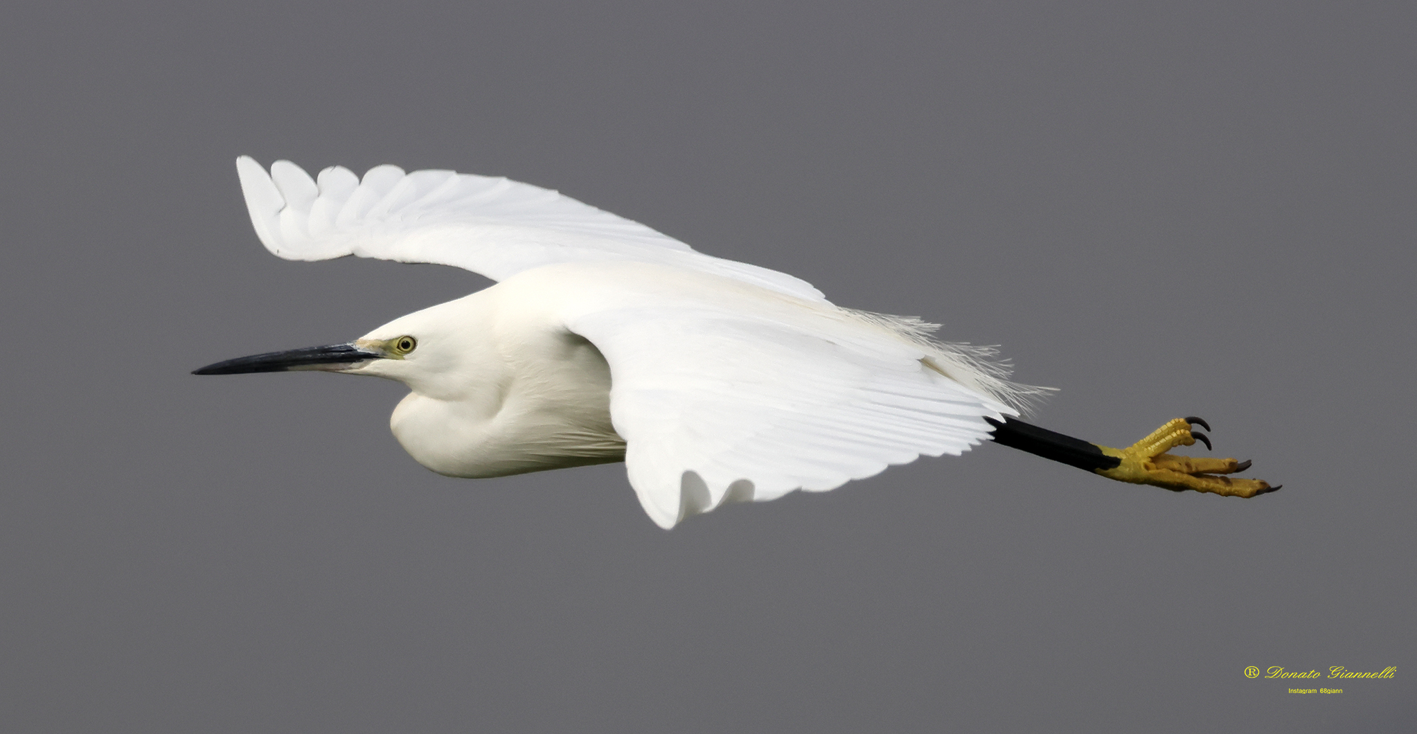 Egret