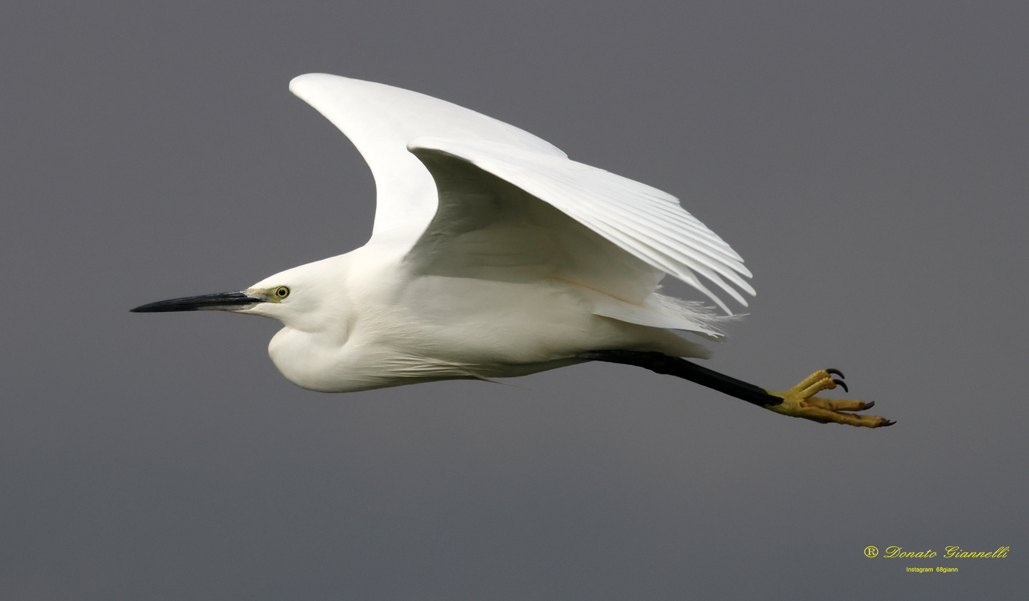 Egret