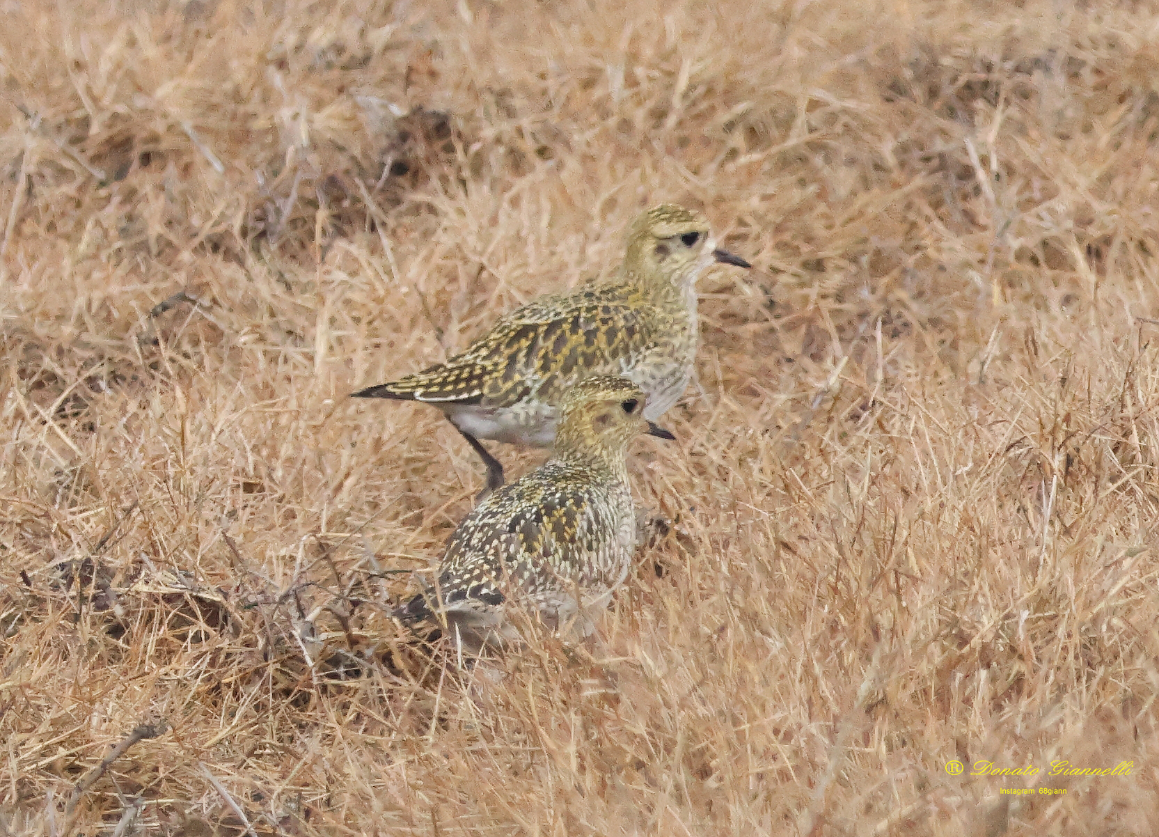 Golden Plovers