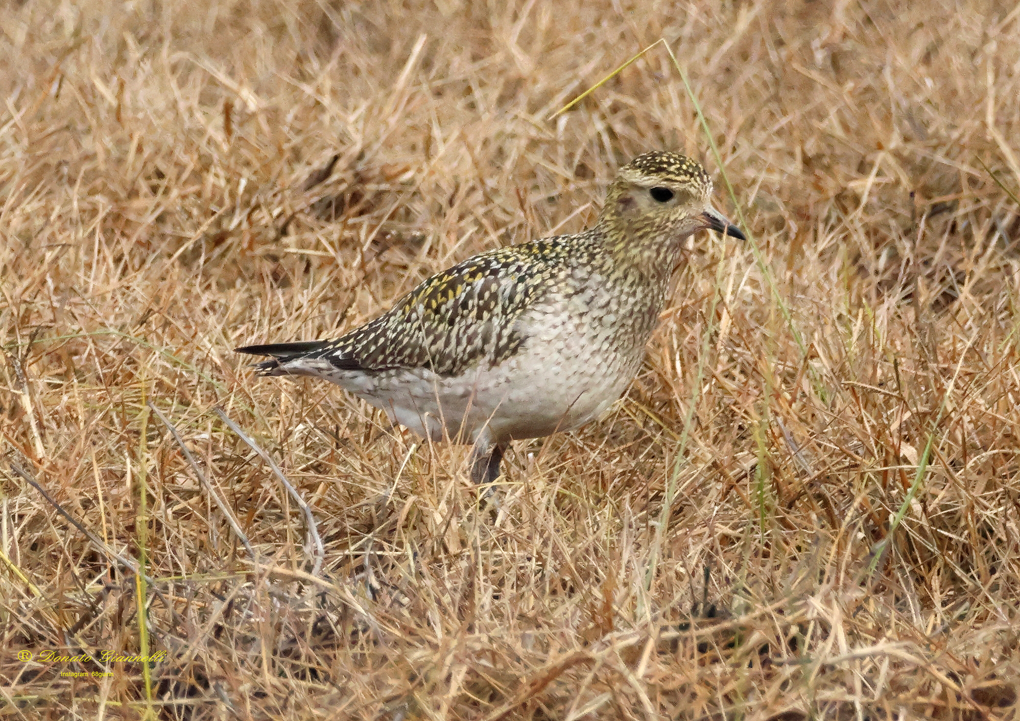Golden Plover