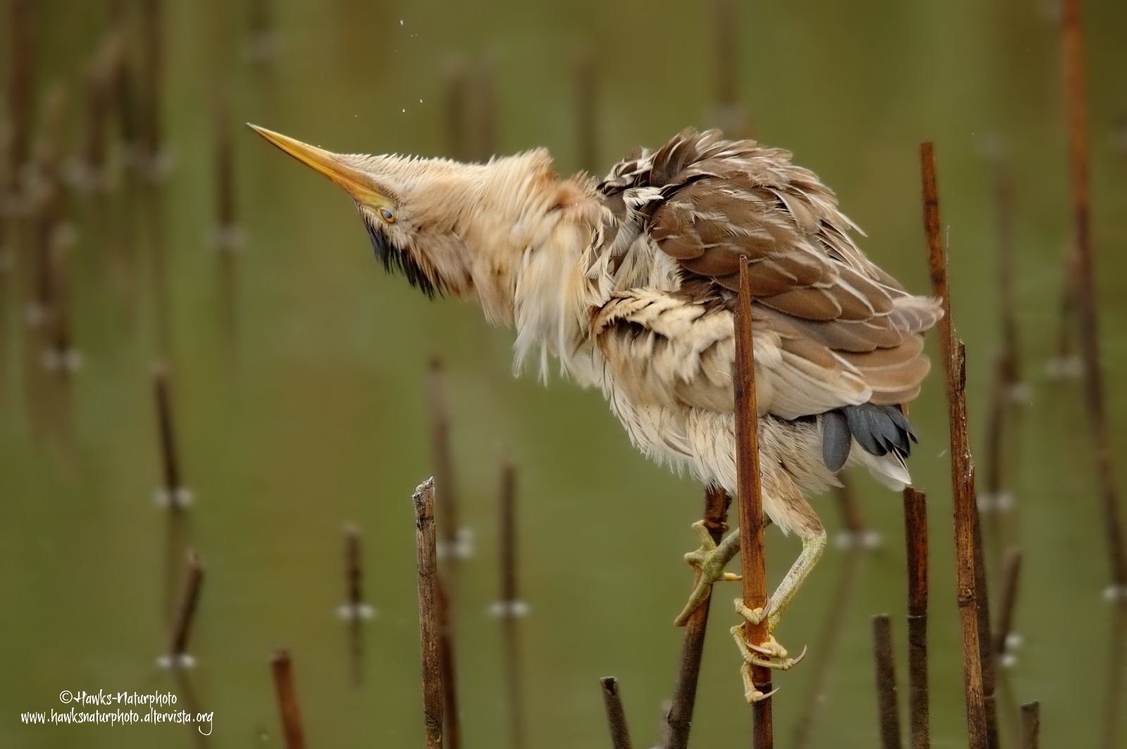 Female Little Bittern