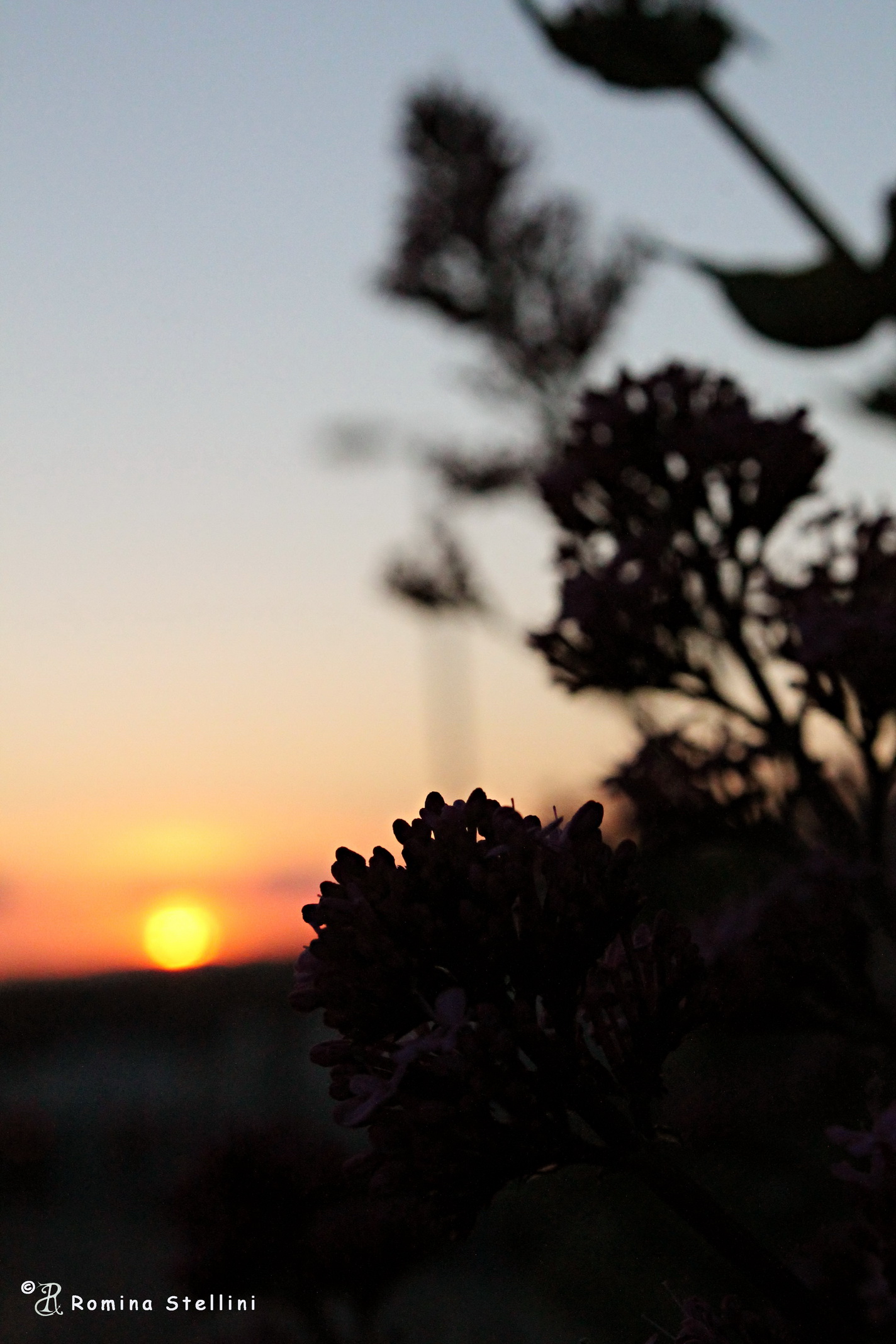 Flora in sunset