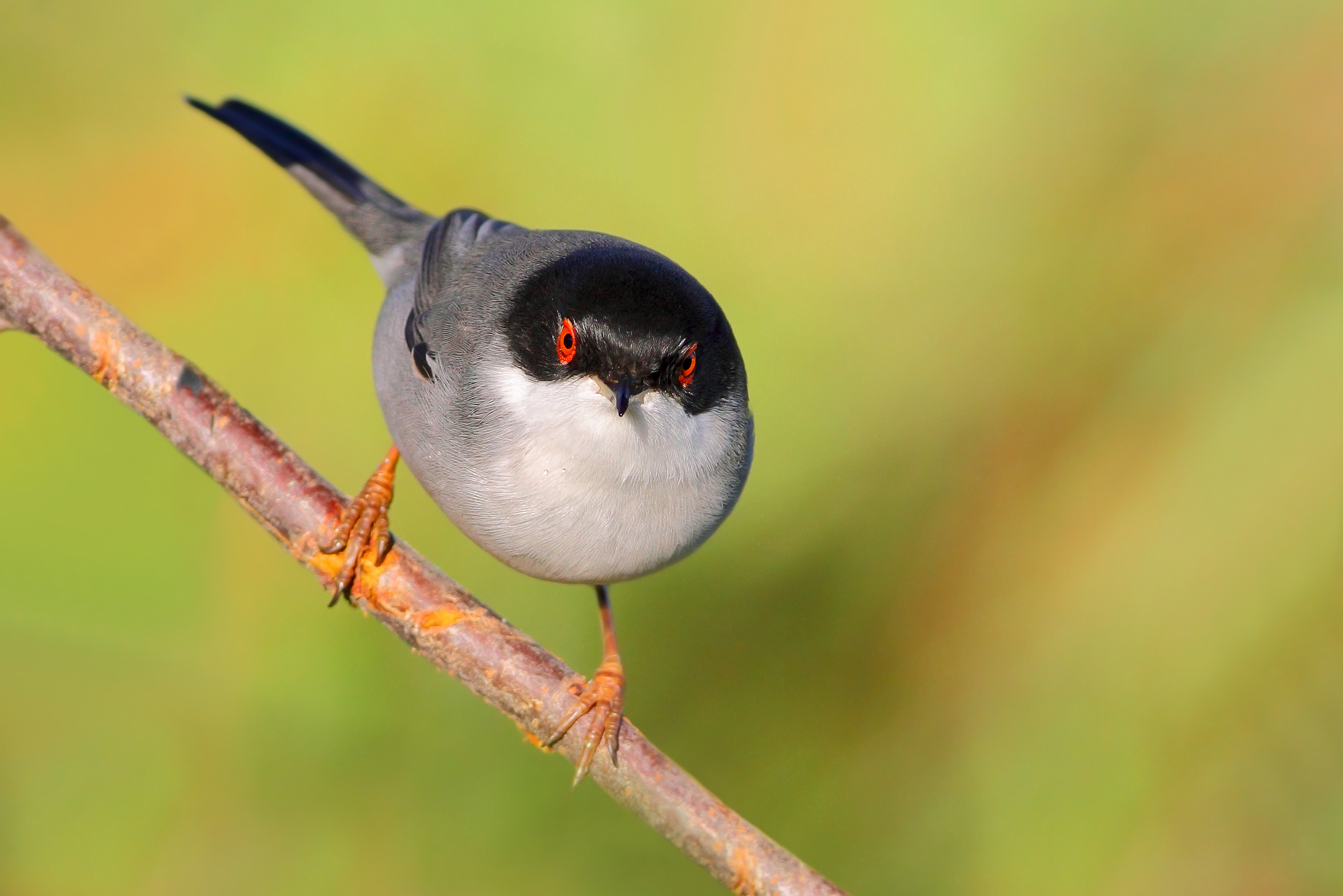 Occhiocotto