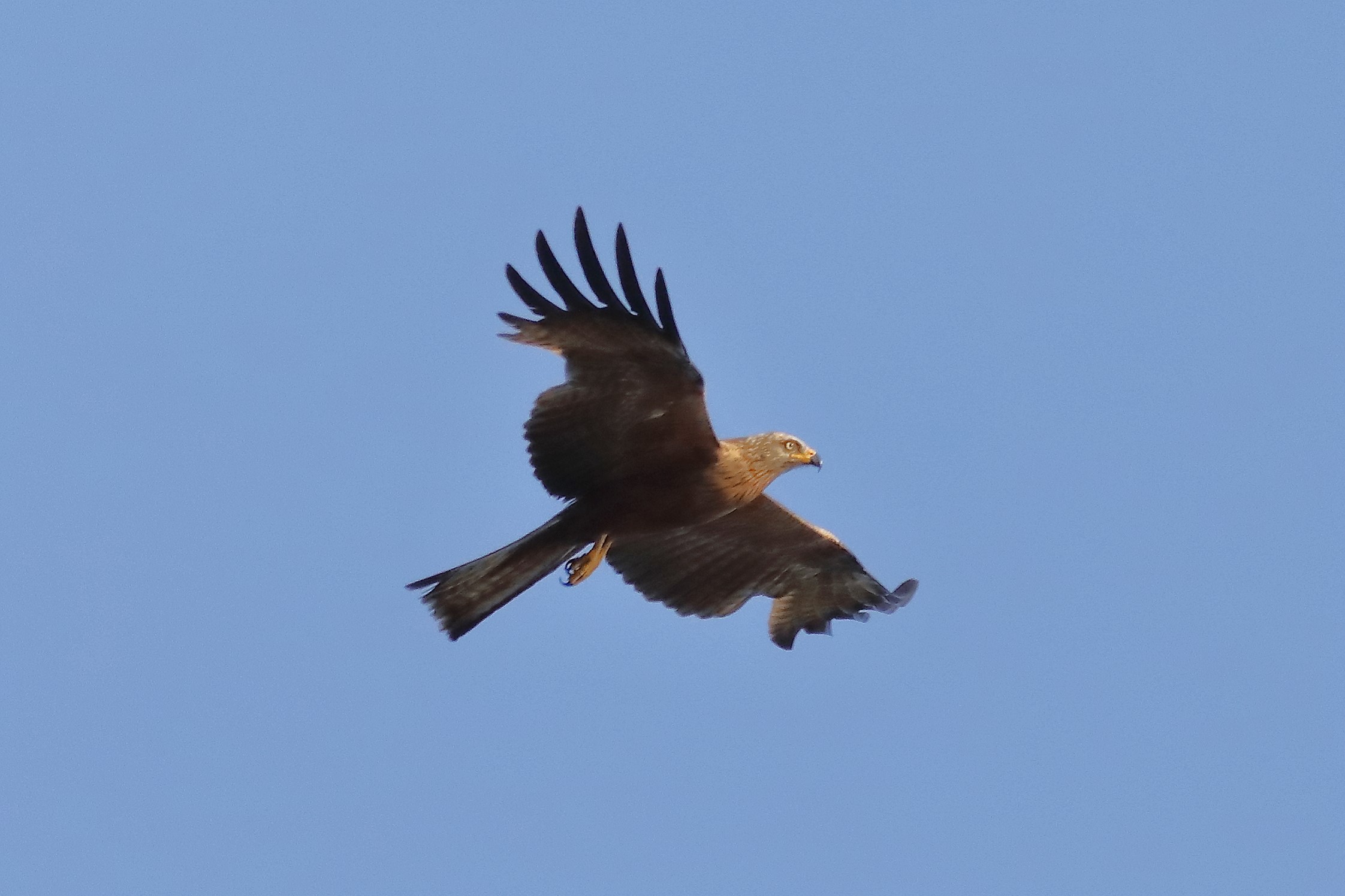 Black Kite 15-07-2023