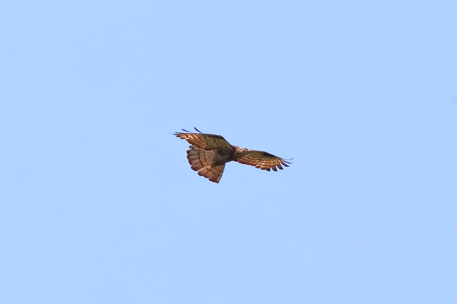 Honey buzzard 21-07-2023