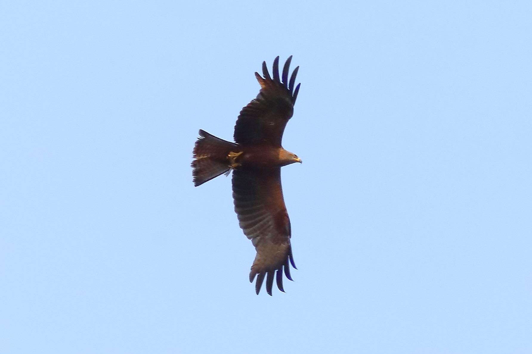 Black Kite 22-07-2023