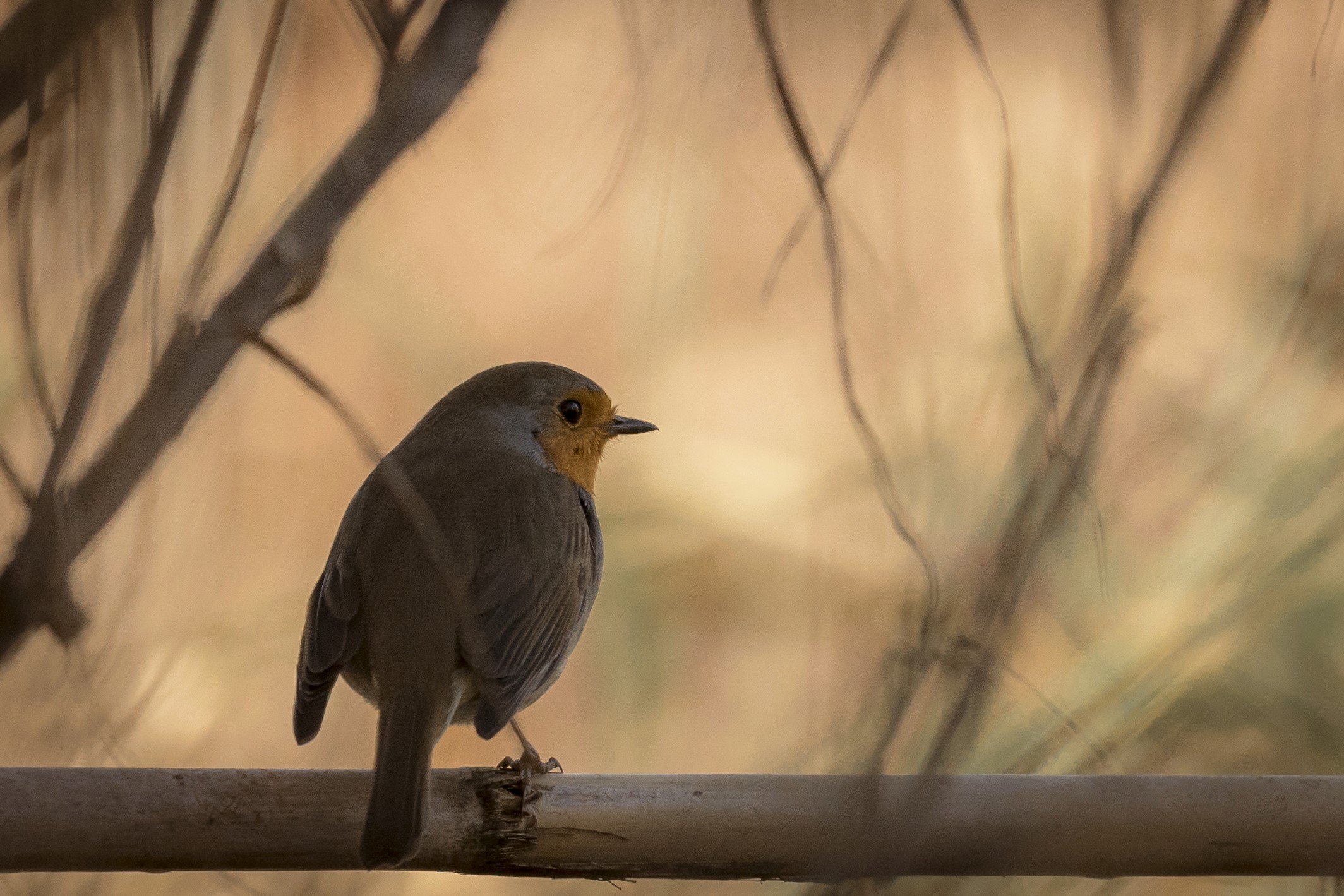 In the shade (robin)