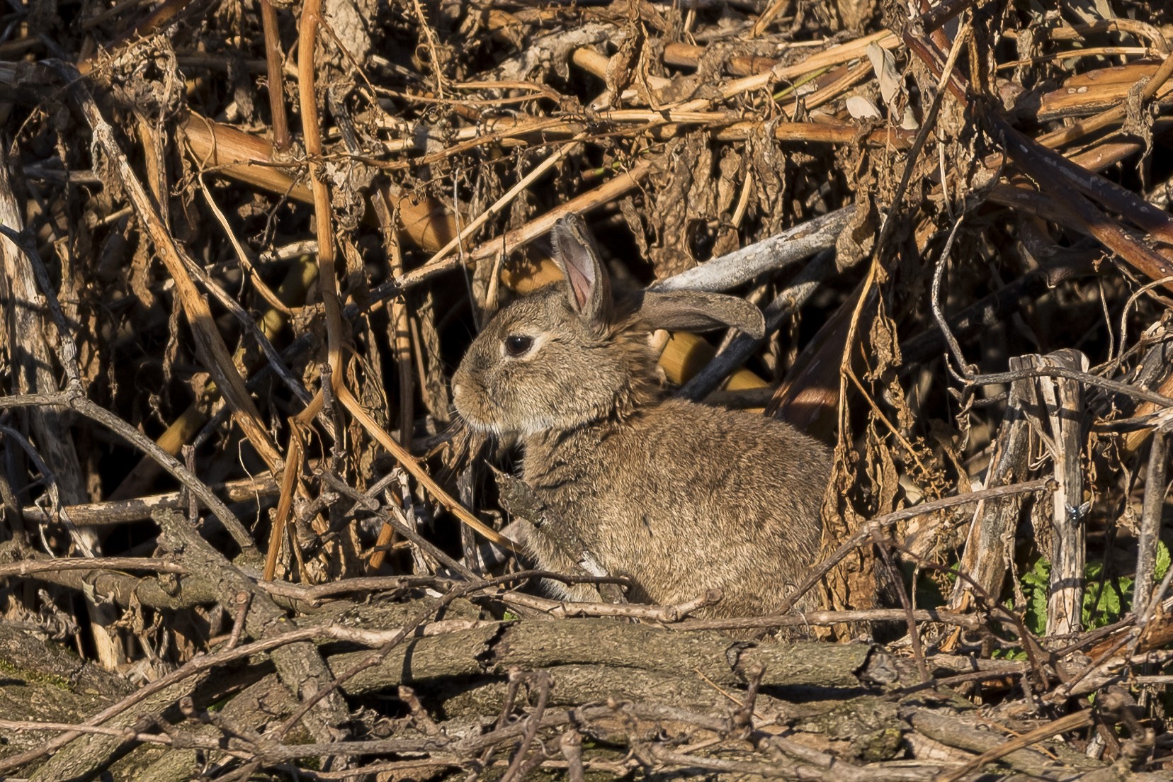Camouflage (Wild Rabbit)