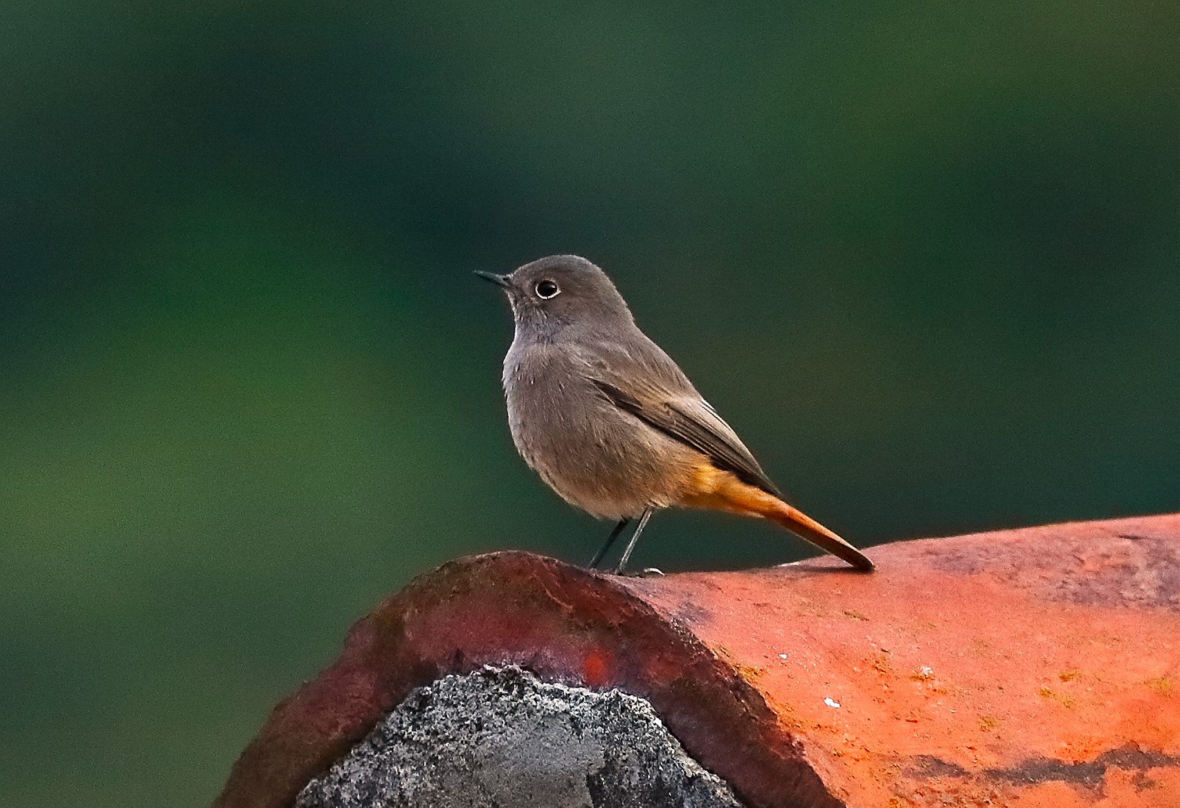 Redstart 01 October 2023
