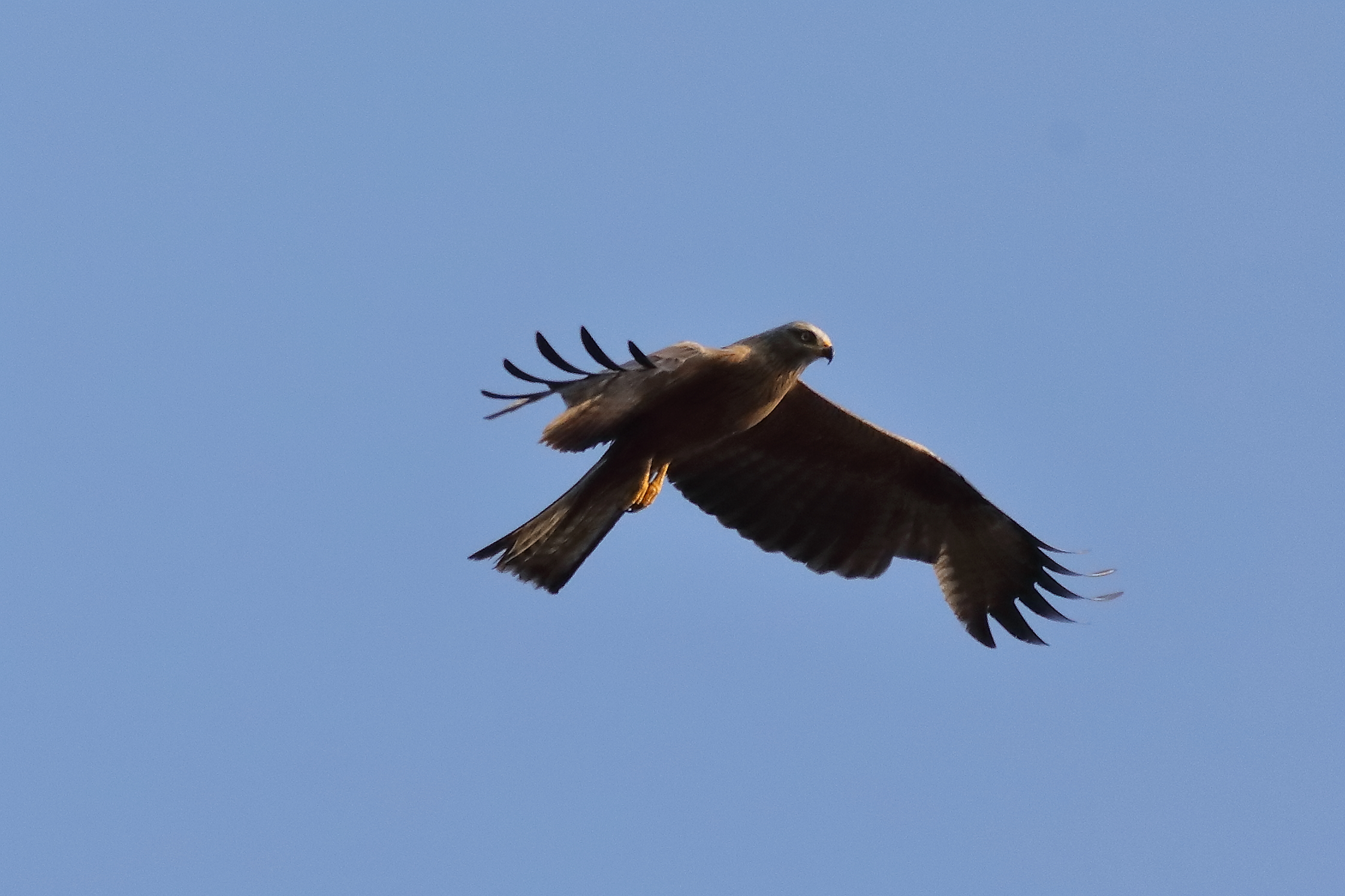 Black Kite 15-07-2023