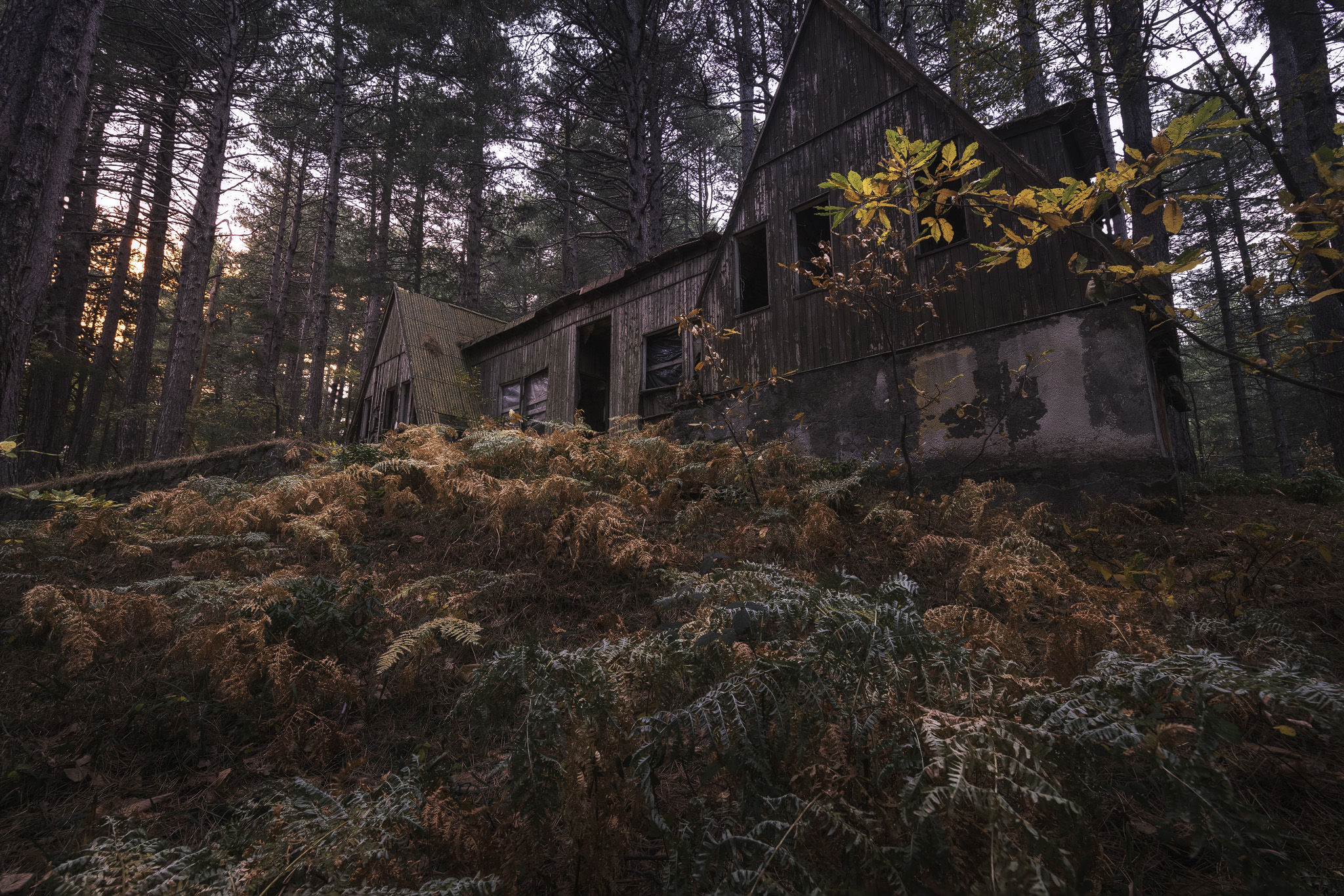 Wandering through Etna woods