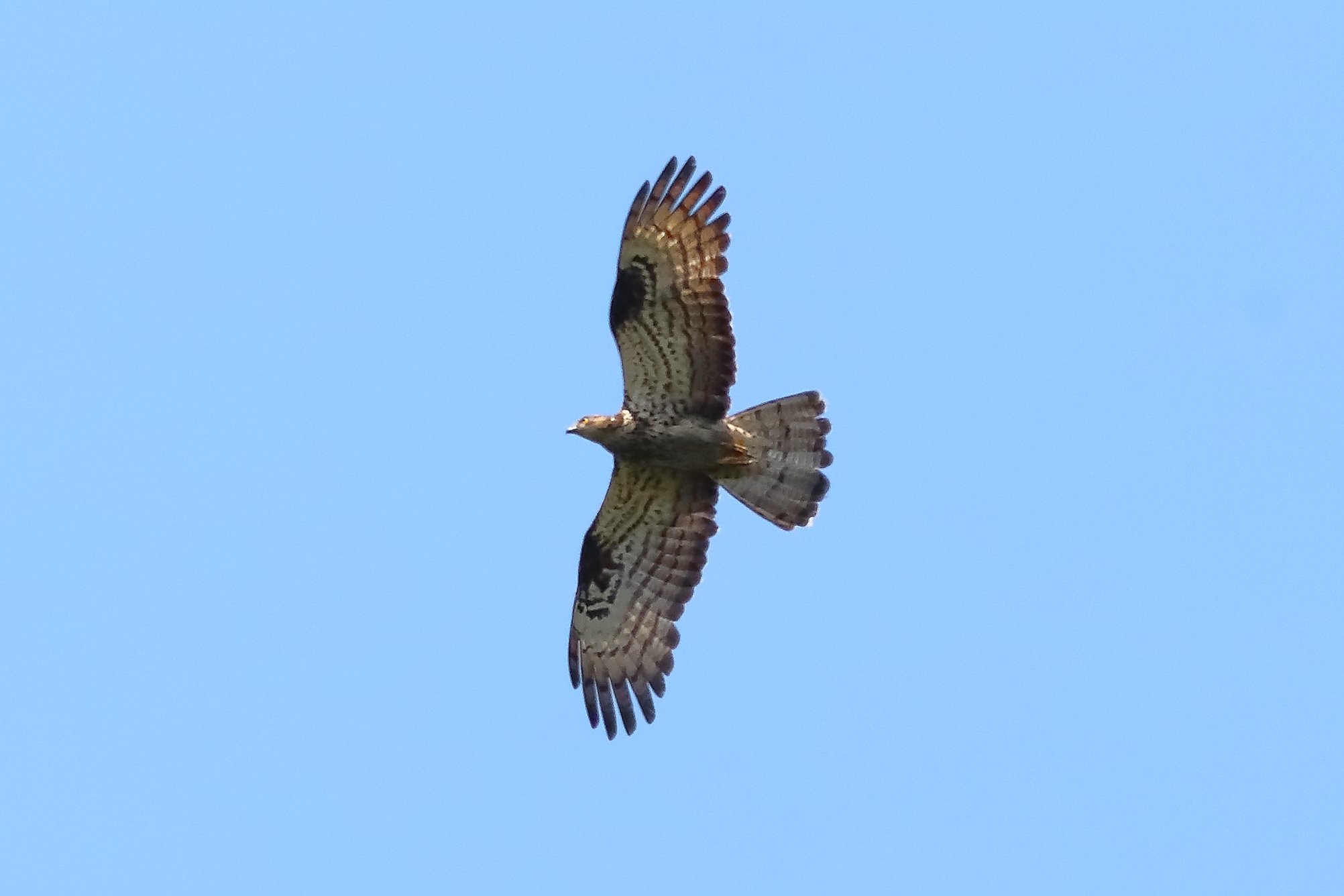 Honey buzzard 21-07-2023