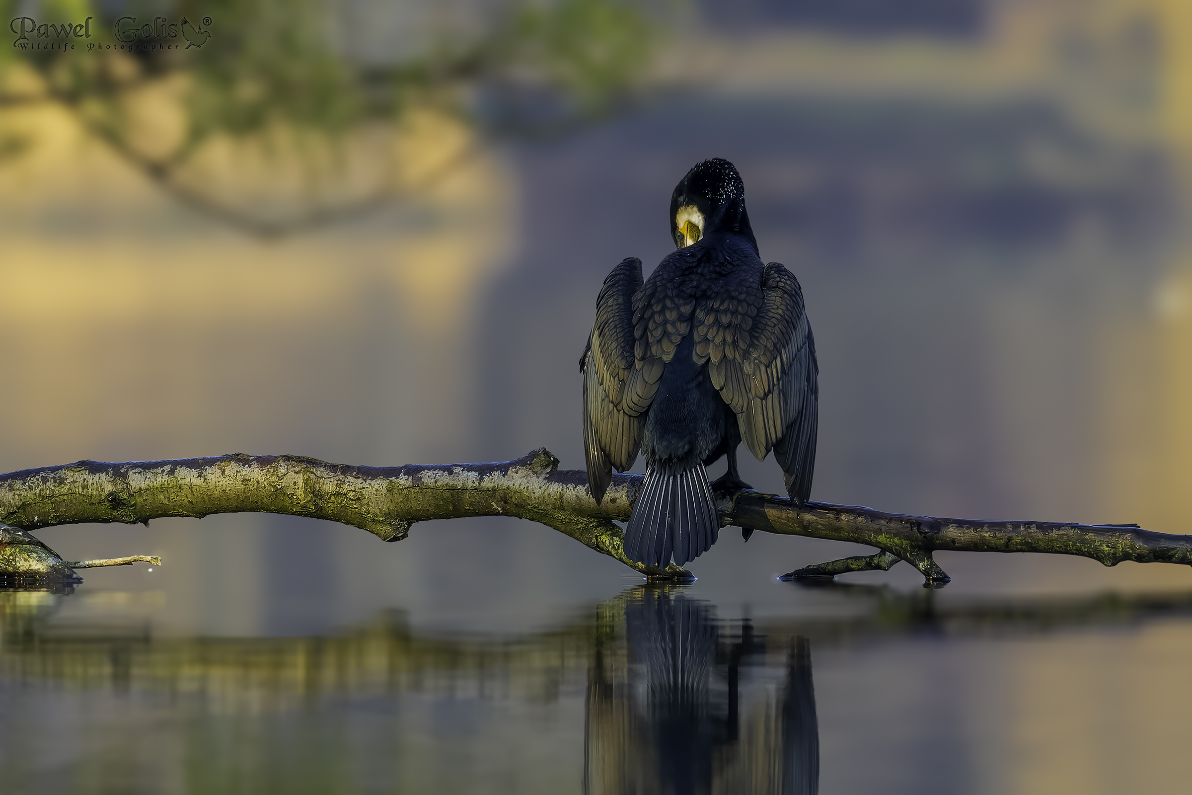 Cormorano maggiore (Phalacrocorax carbo)