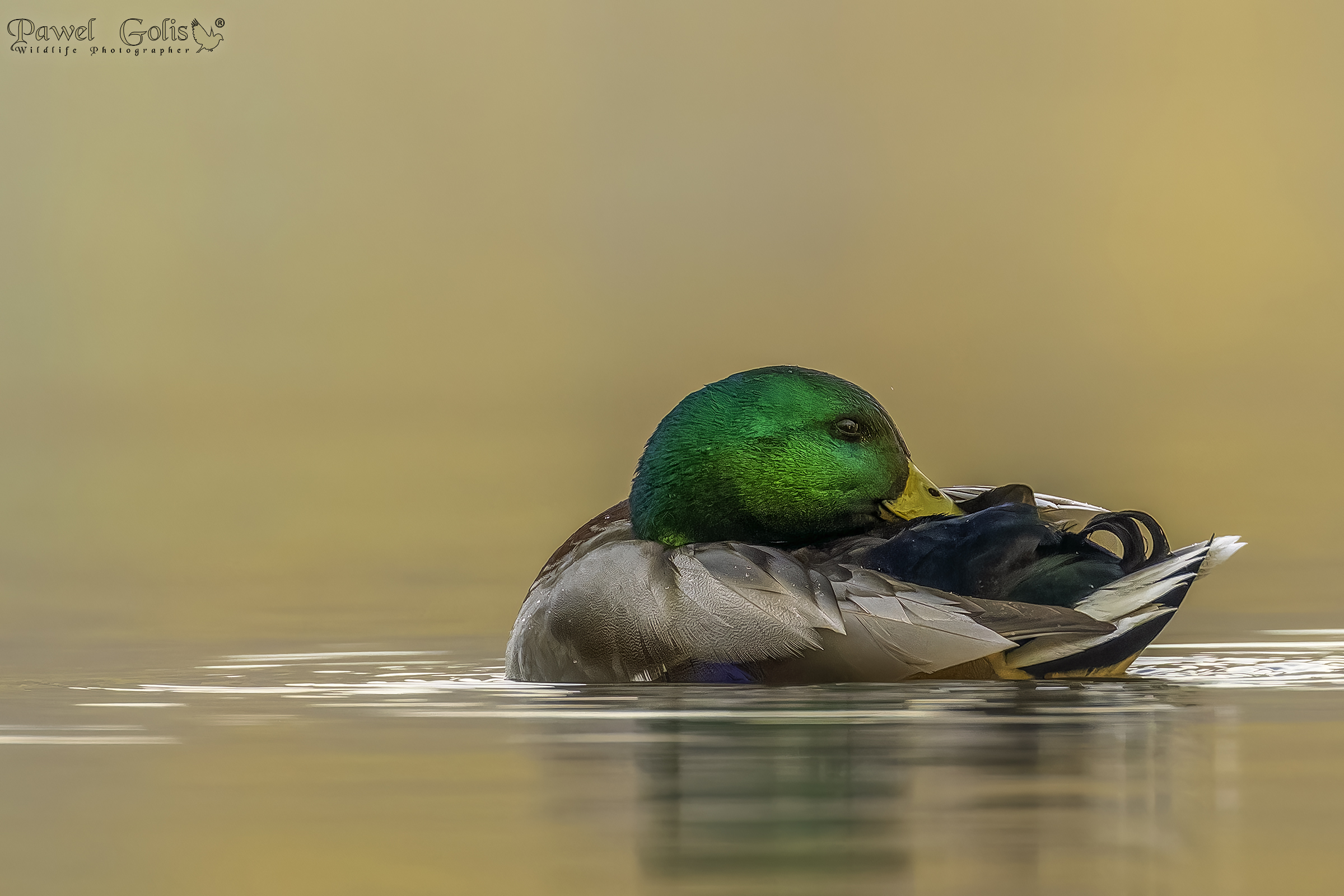 Germano reale (Anas platyrhynchos)