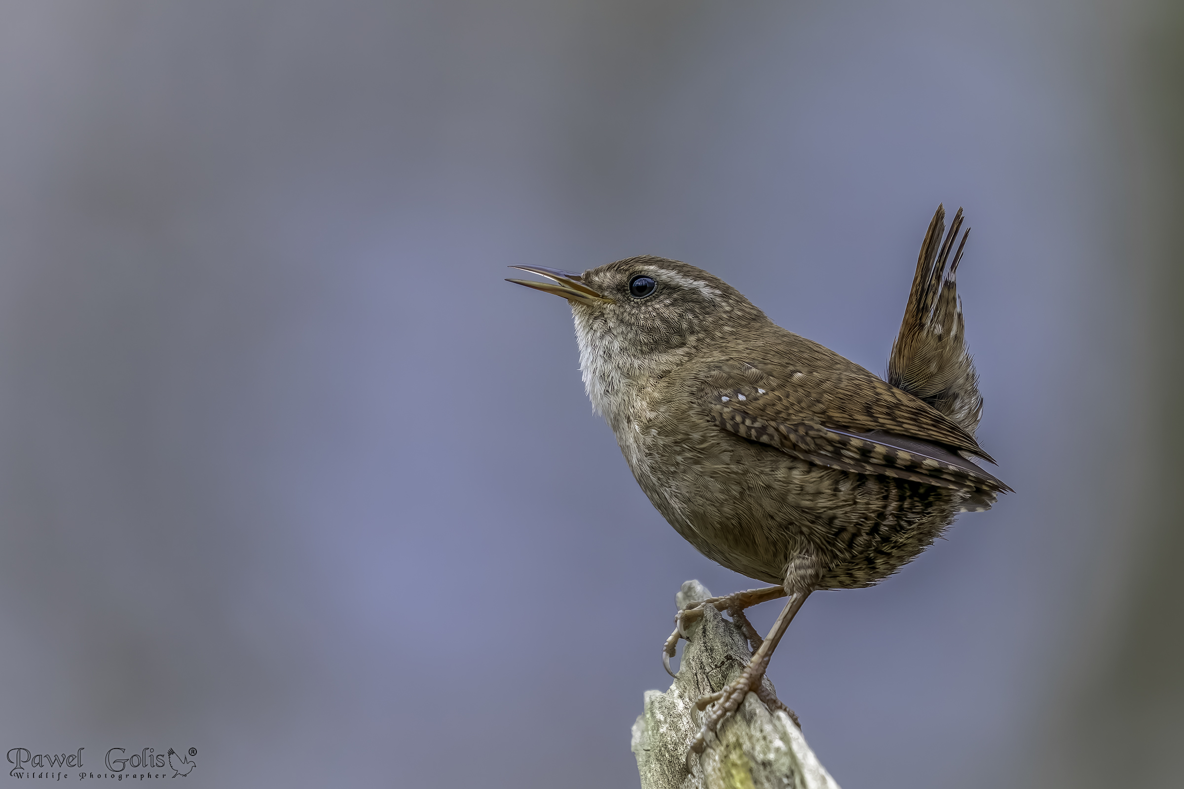 Scricciolo ( Troglodytes troglodytes )