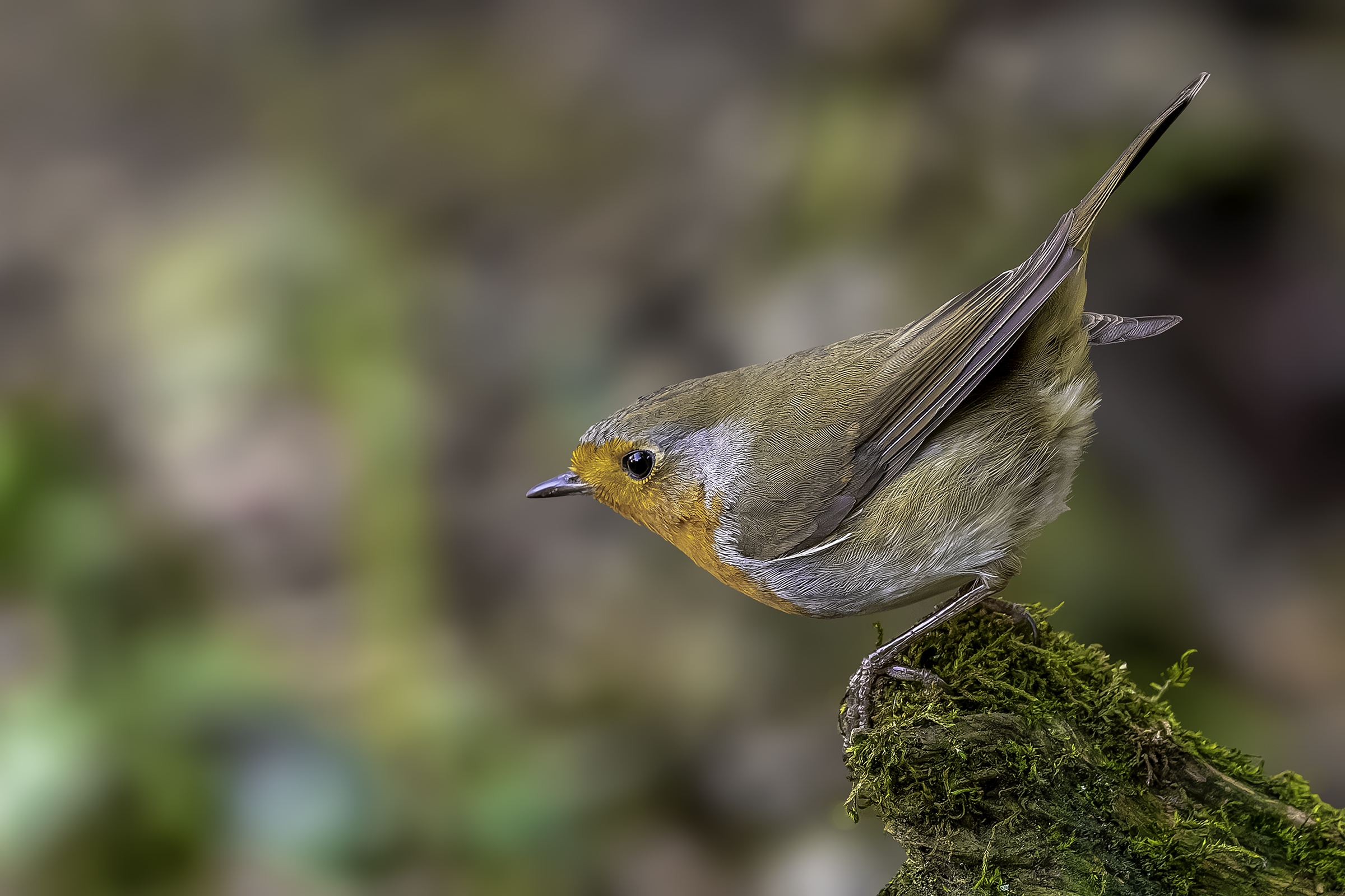 Picchio muratore (Sitta europaea)