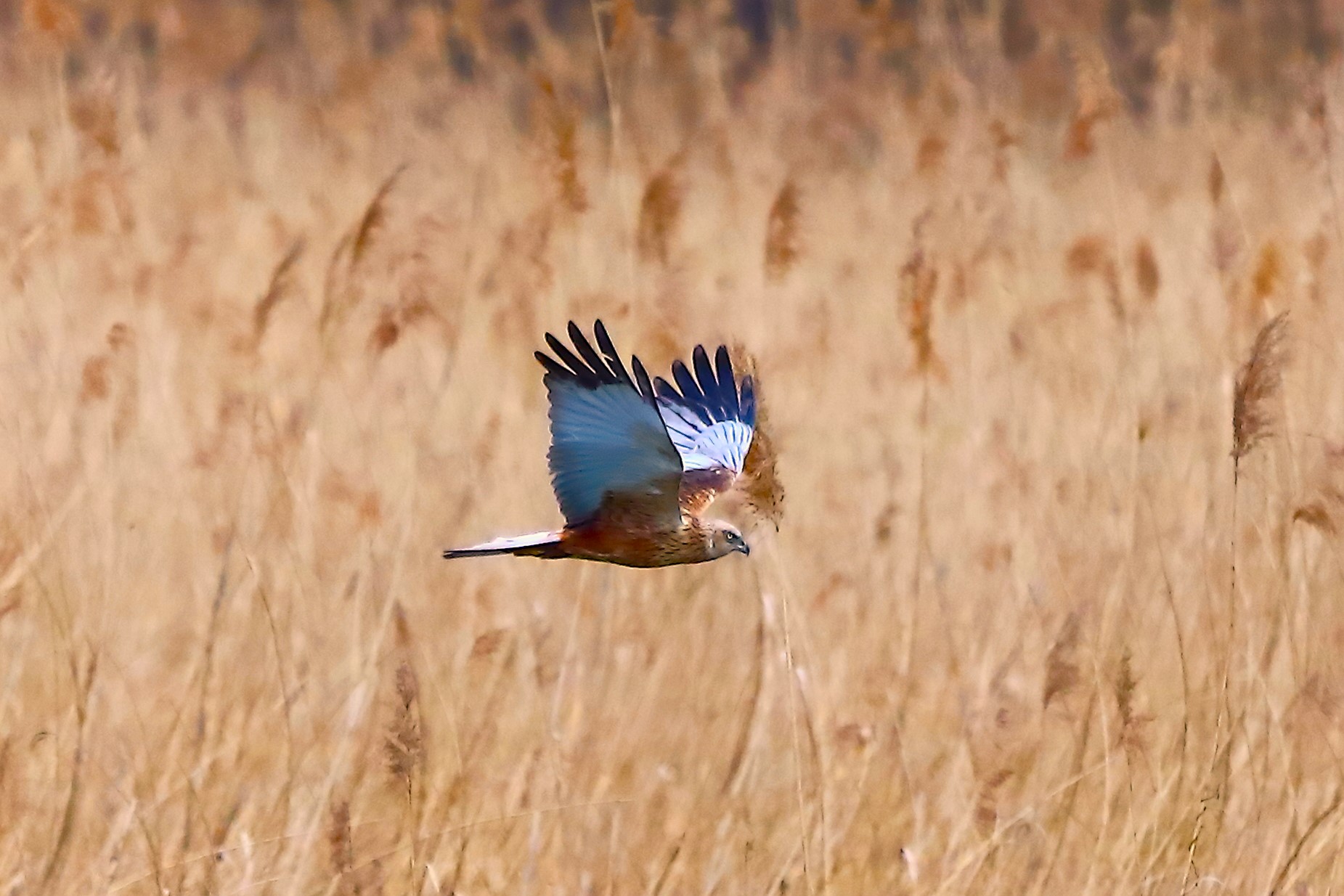 Marsh Harrier April 04, 2022