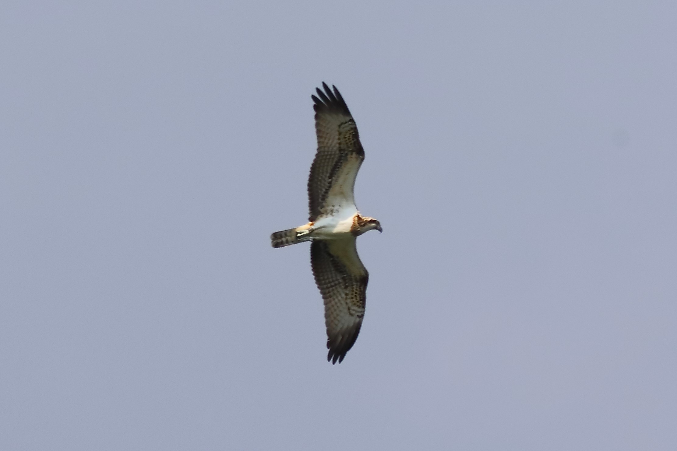 Osprey 04-09-2023