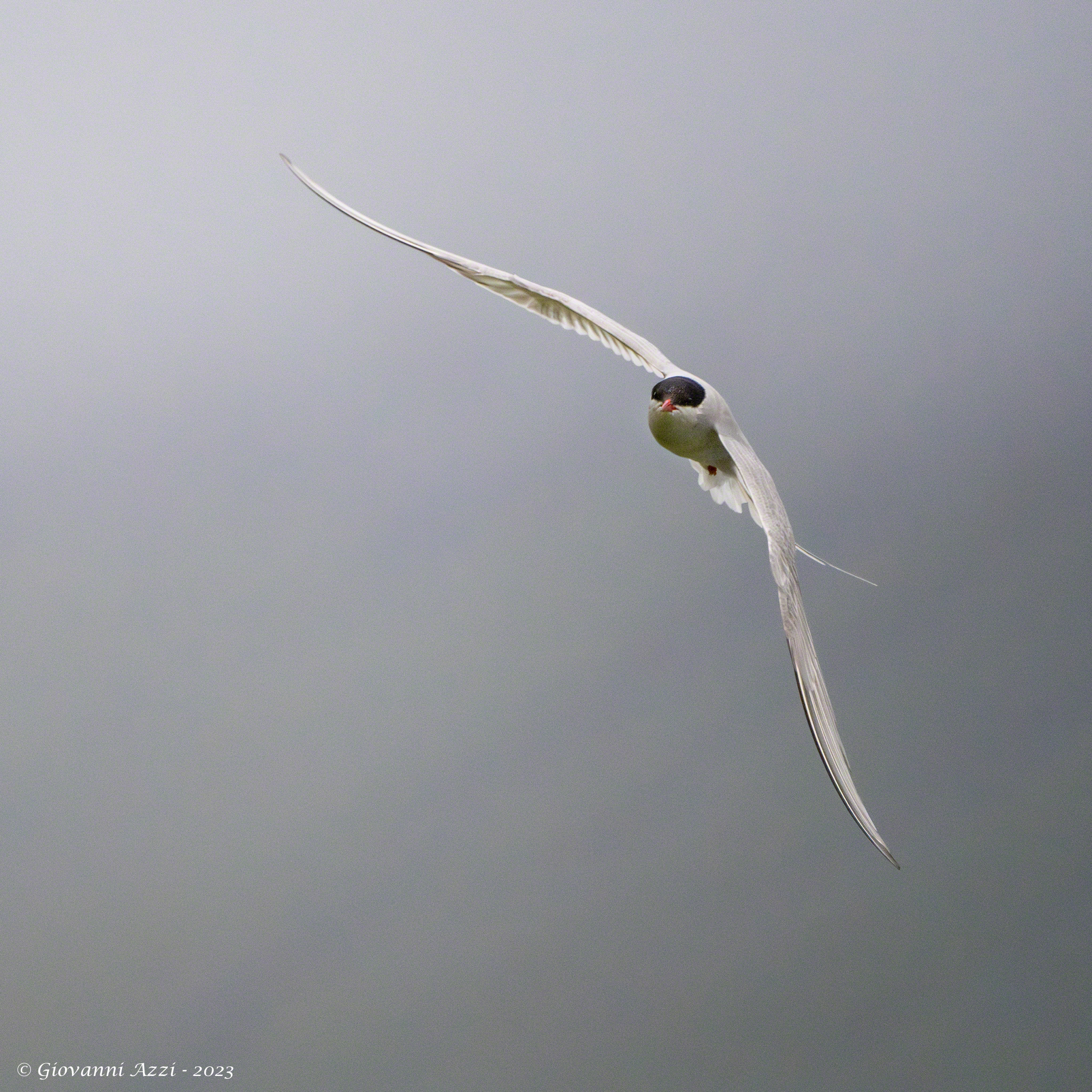 The turn of the Arctic tern