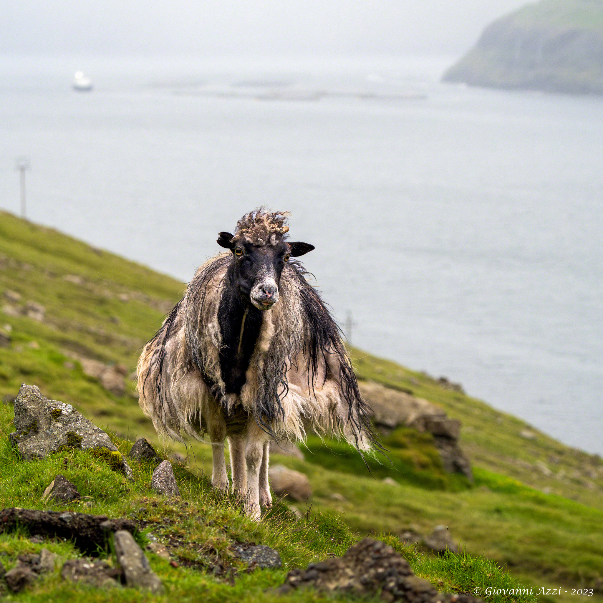 Sheep in the Faroese landscape