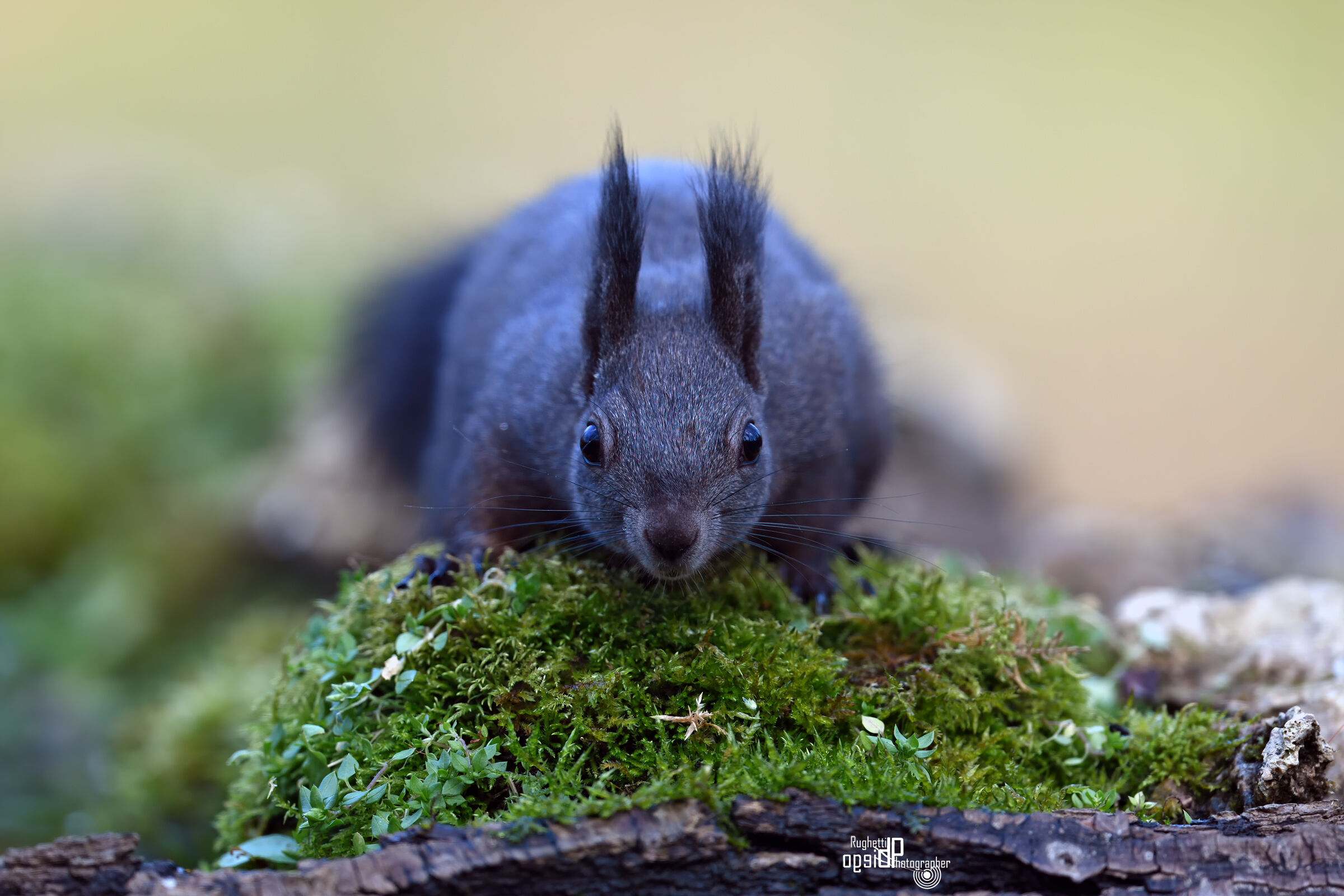 Portrait of a squirrel