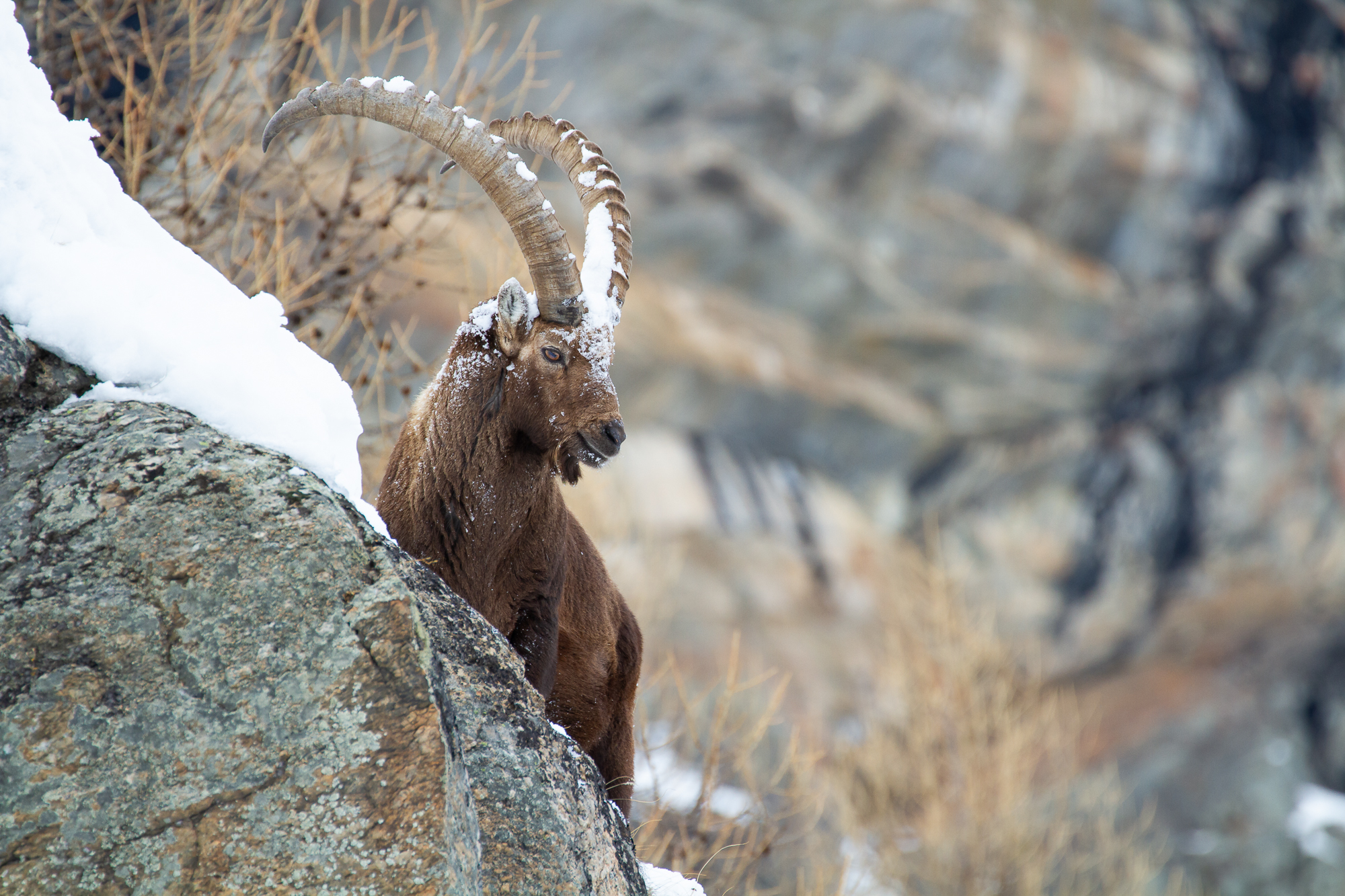 Il signore delle cime