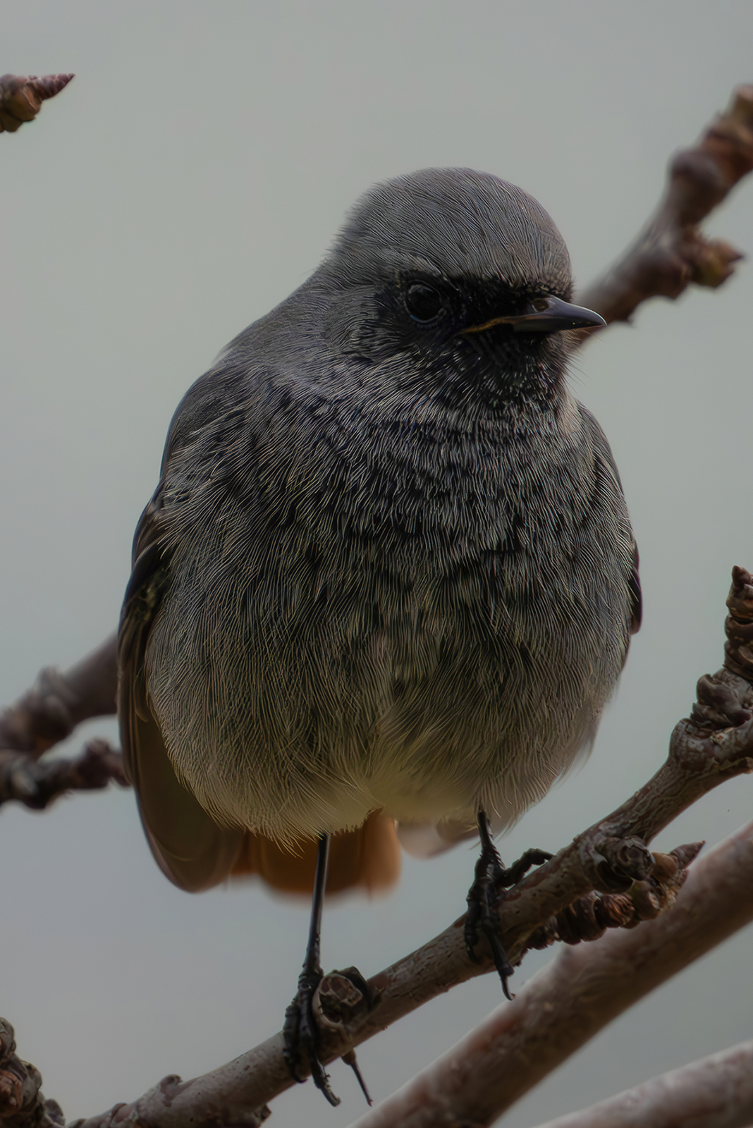 Black redstart