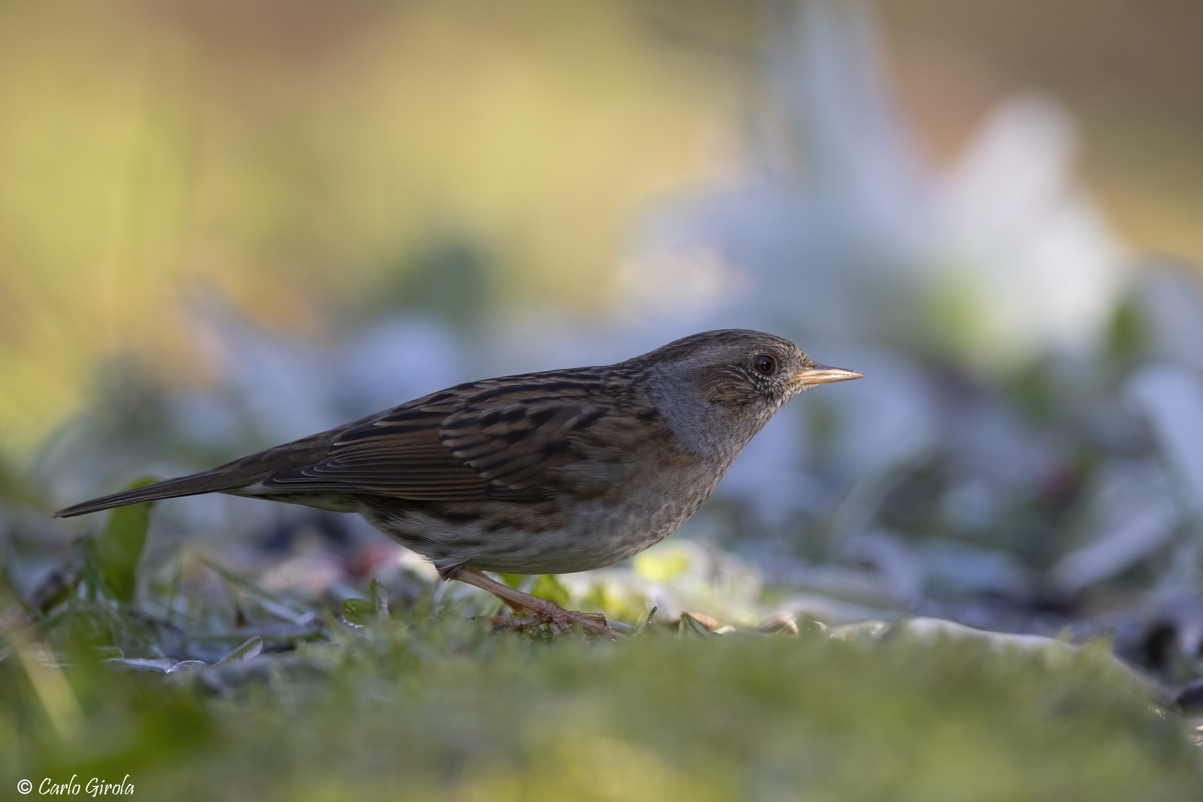 Broom Sparrow (Prunella modularis)