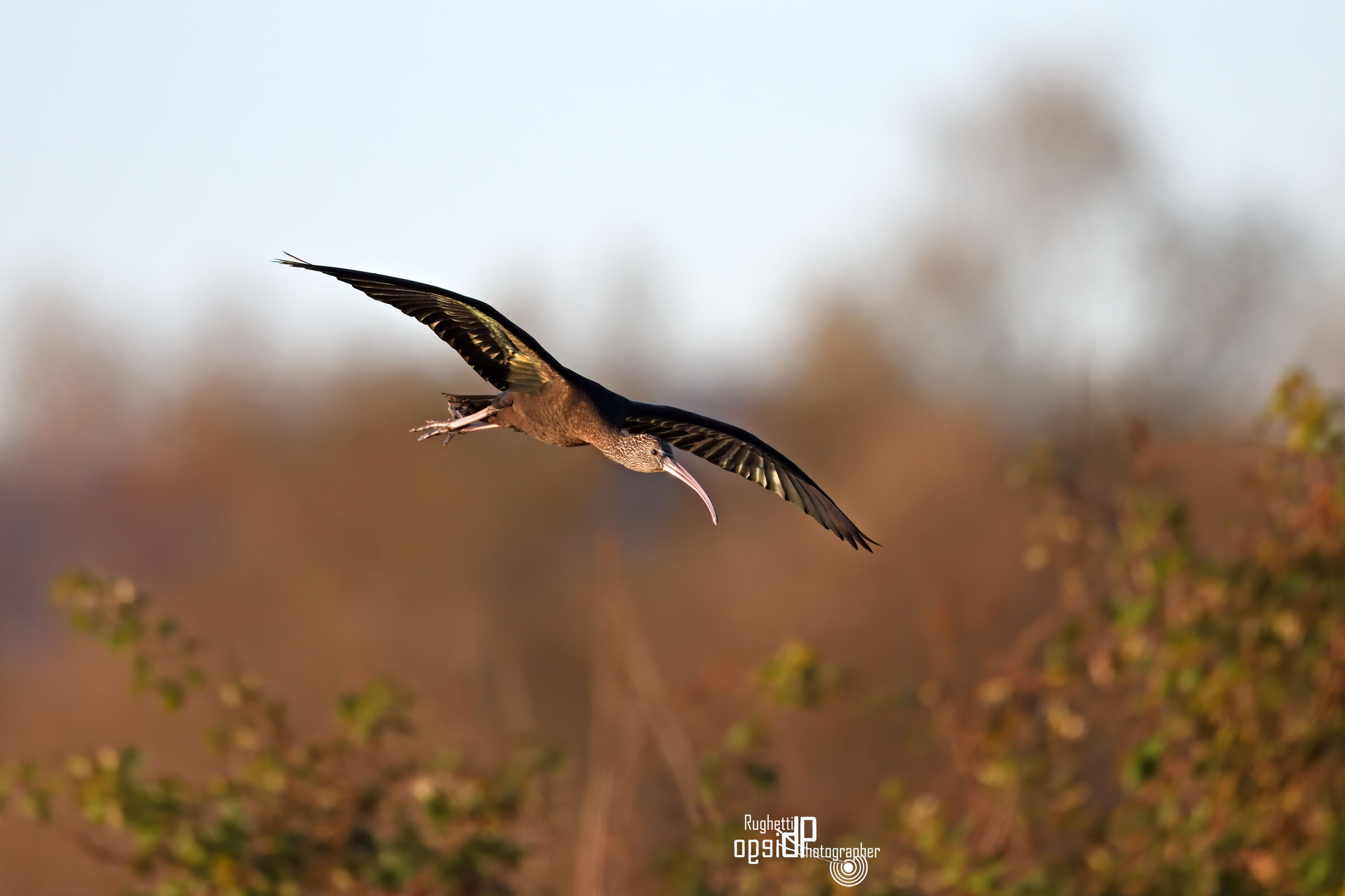 Glossy ibis