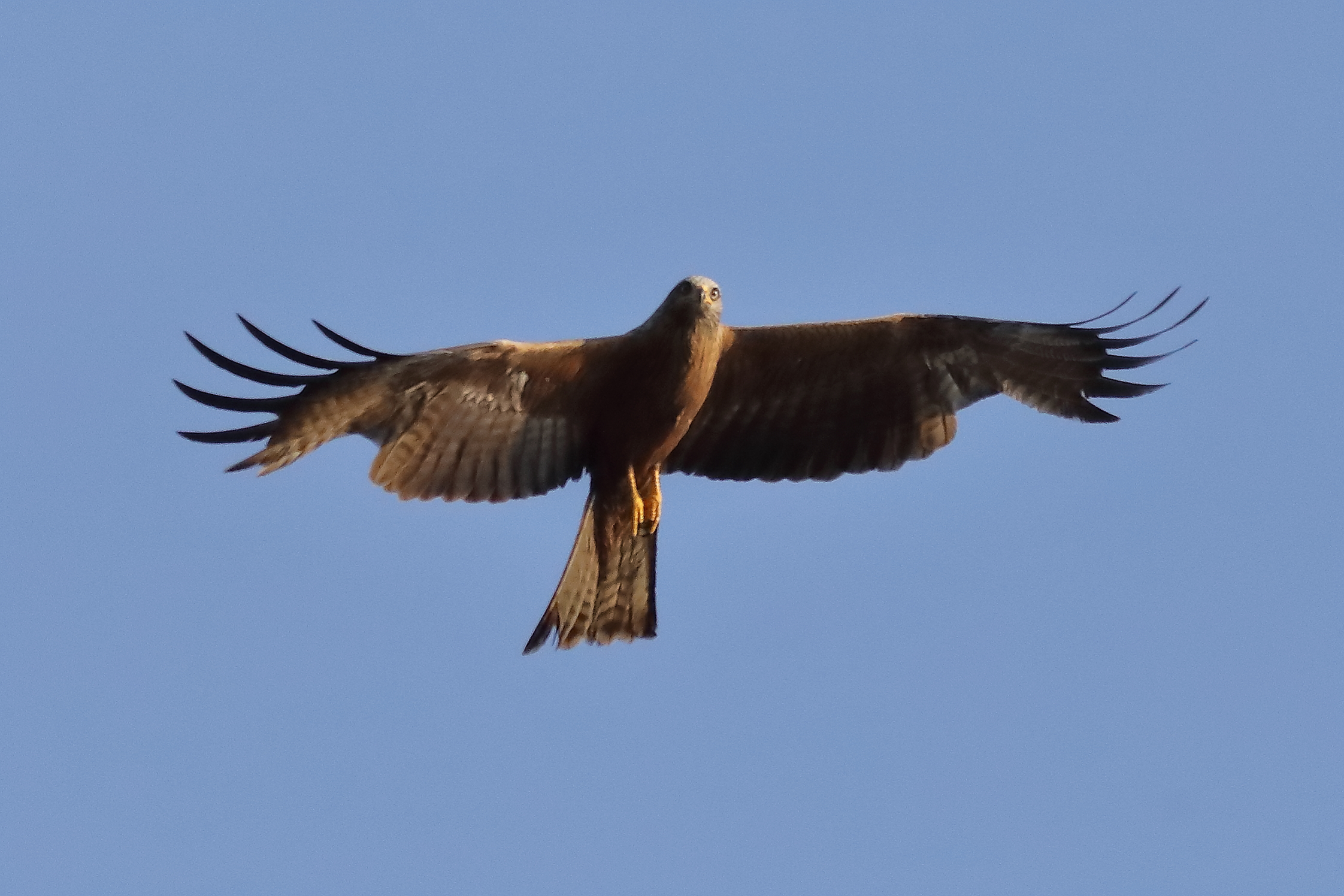 Black Kite 15-07-2023
