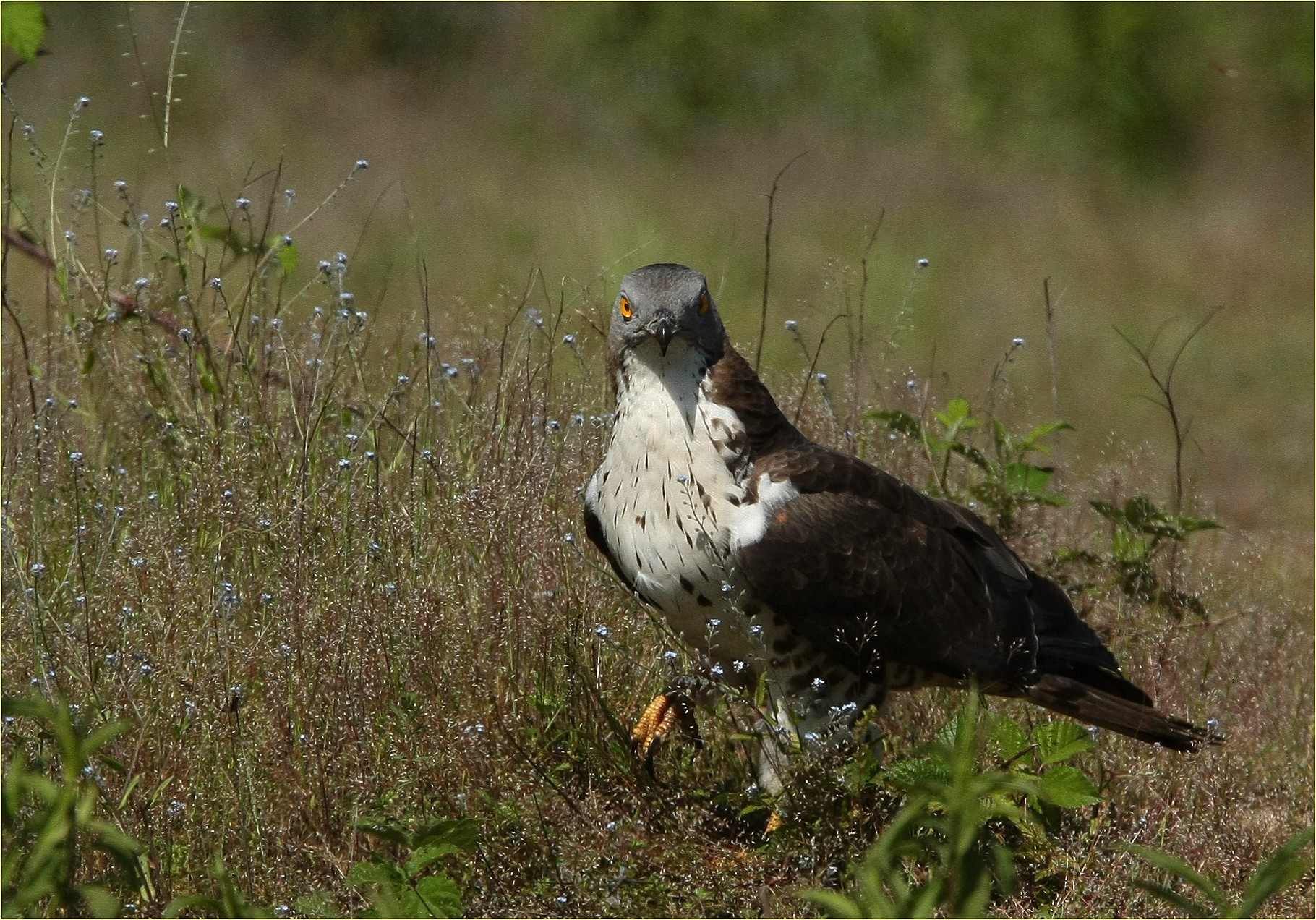 ,, falco pecchiaiolo ,,