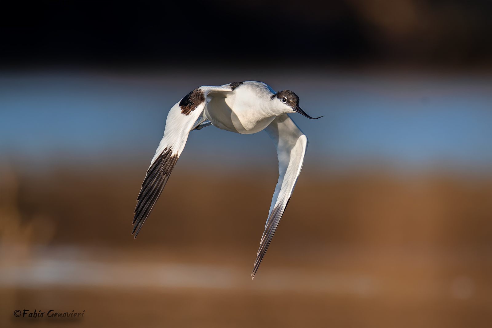 Avocetta